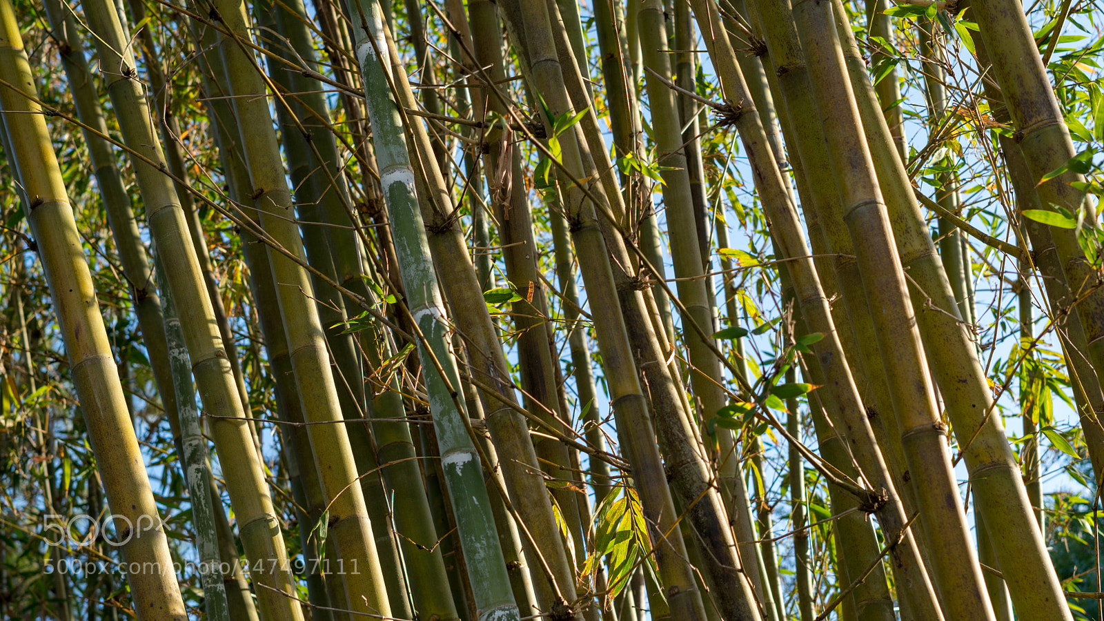 Sony a6500 sample photo. Bamboo leaning to the photography