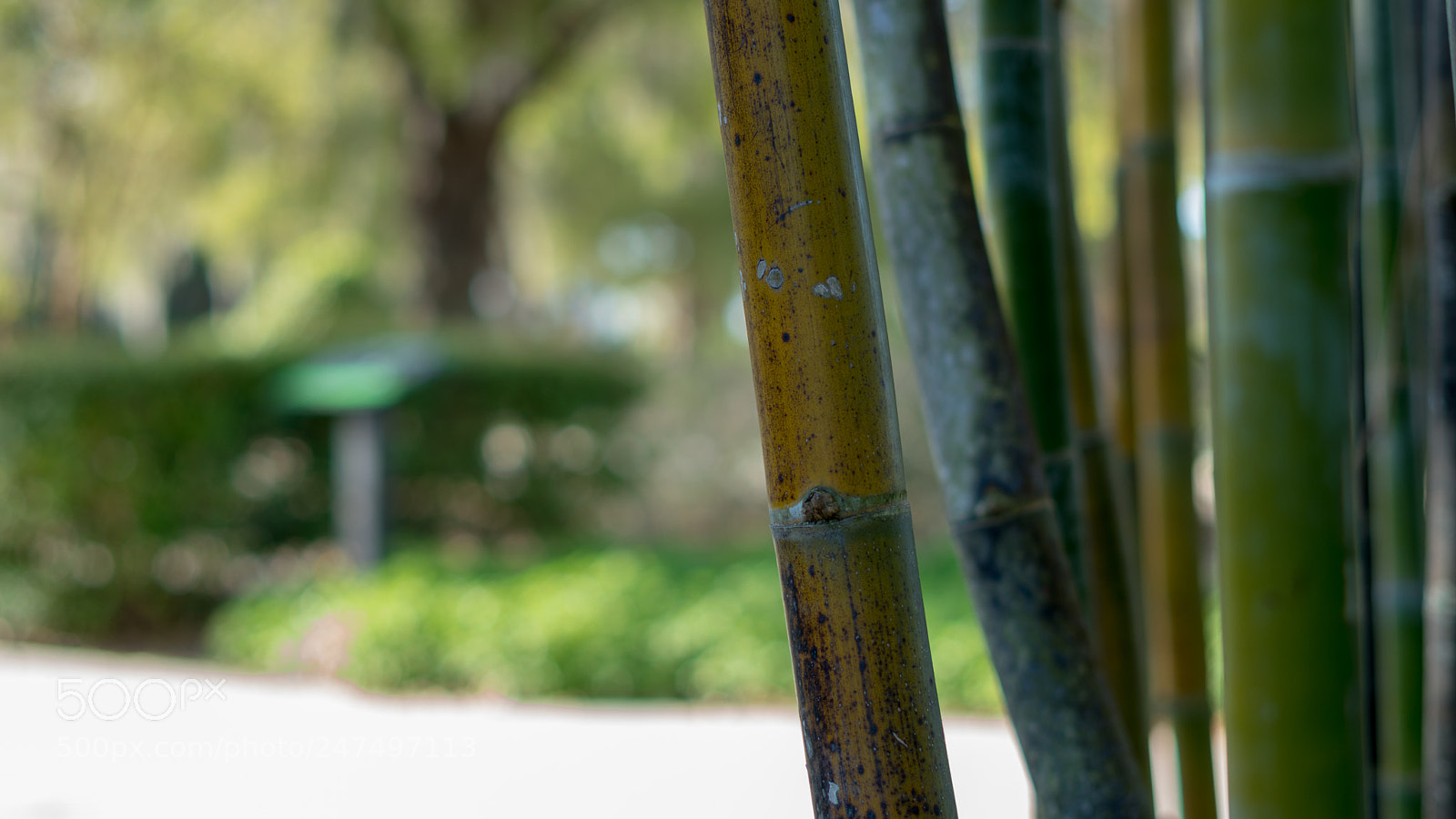 Sony a6500 sample photo. Bamboo in the garden photography