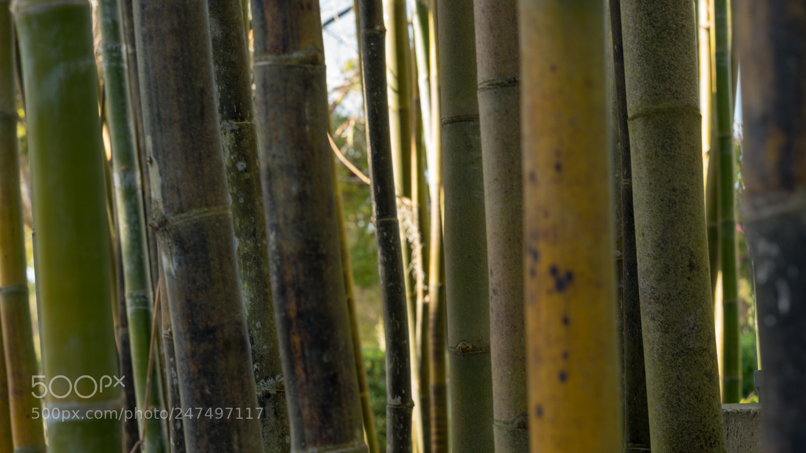 Sony a6500 sample photo. Bamboo pattern photography