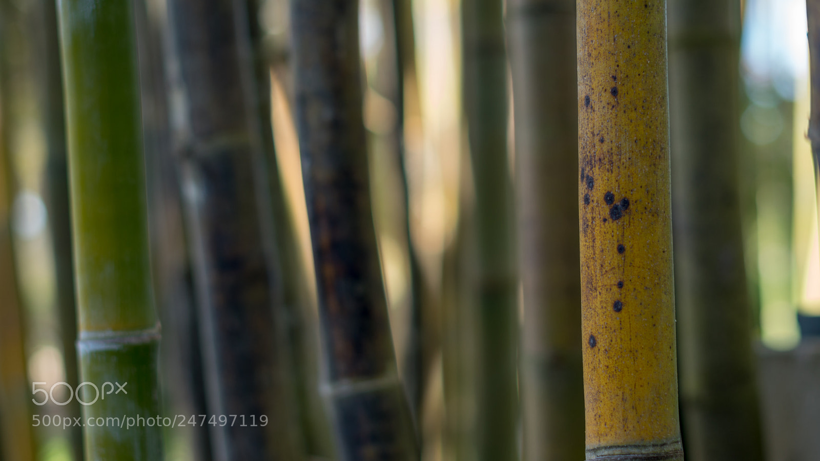 Sony a6500 sample photo. Bamboo pattern photography