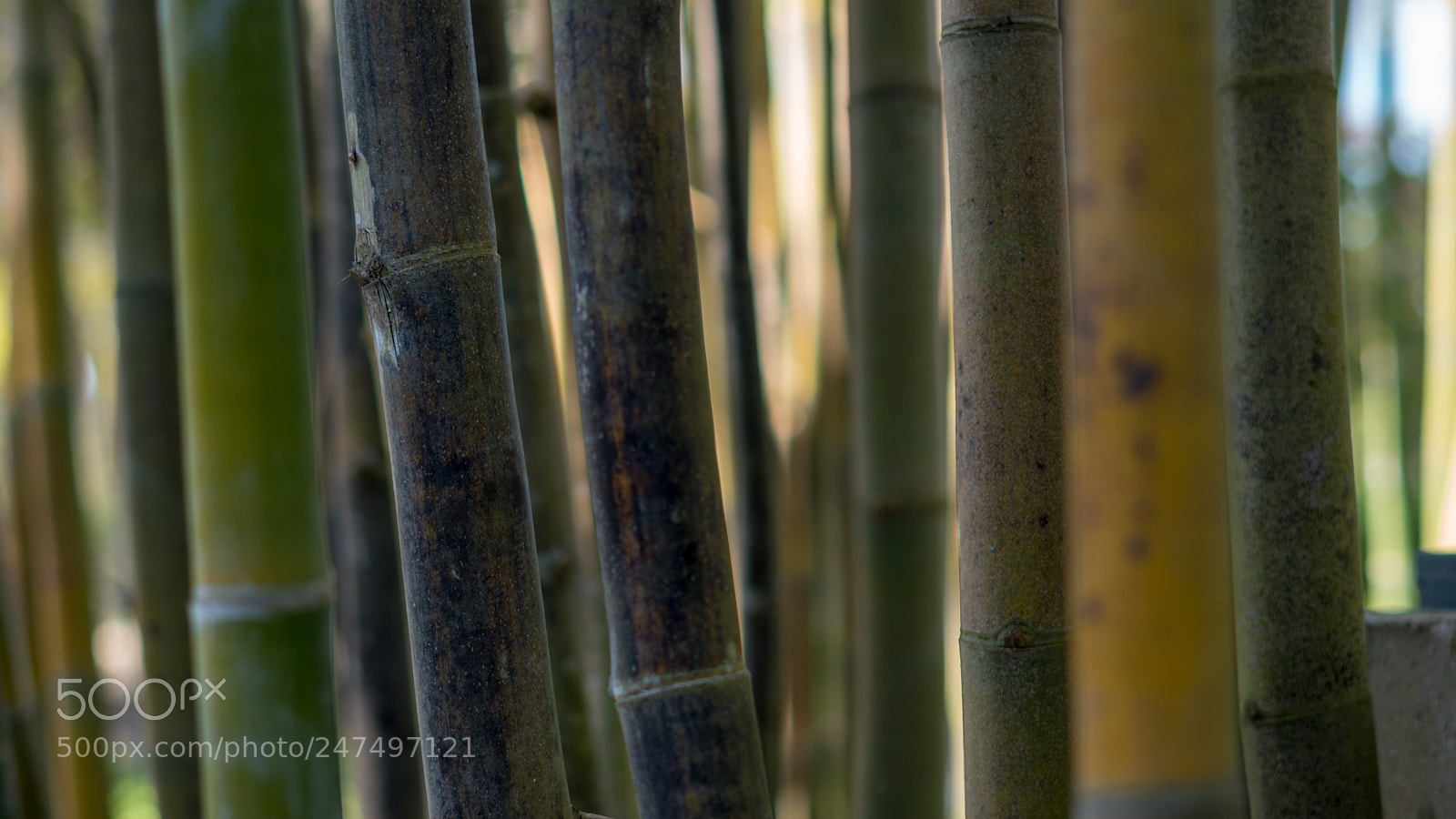 Sony a6500 sample photo. Bamboo pattern photography