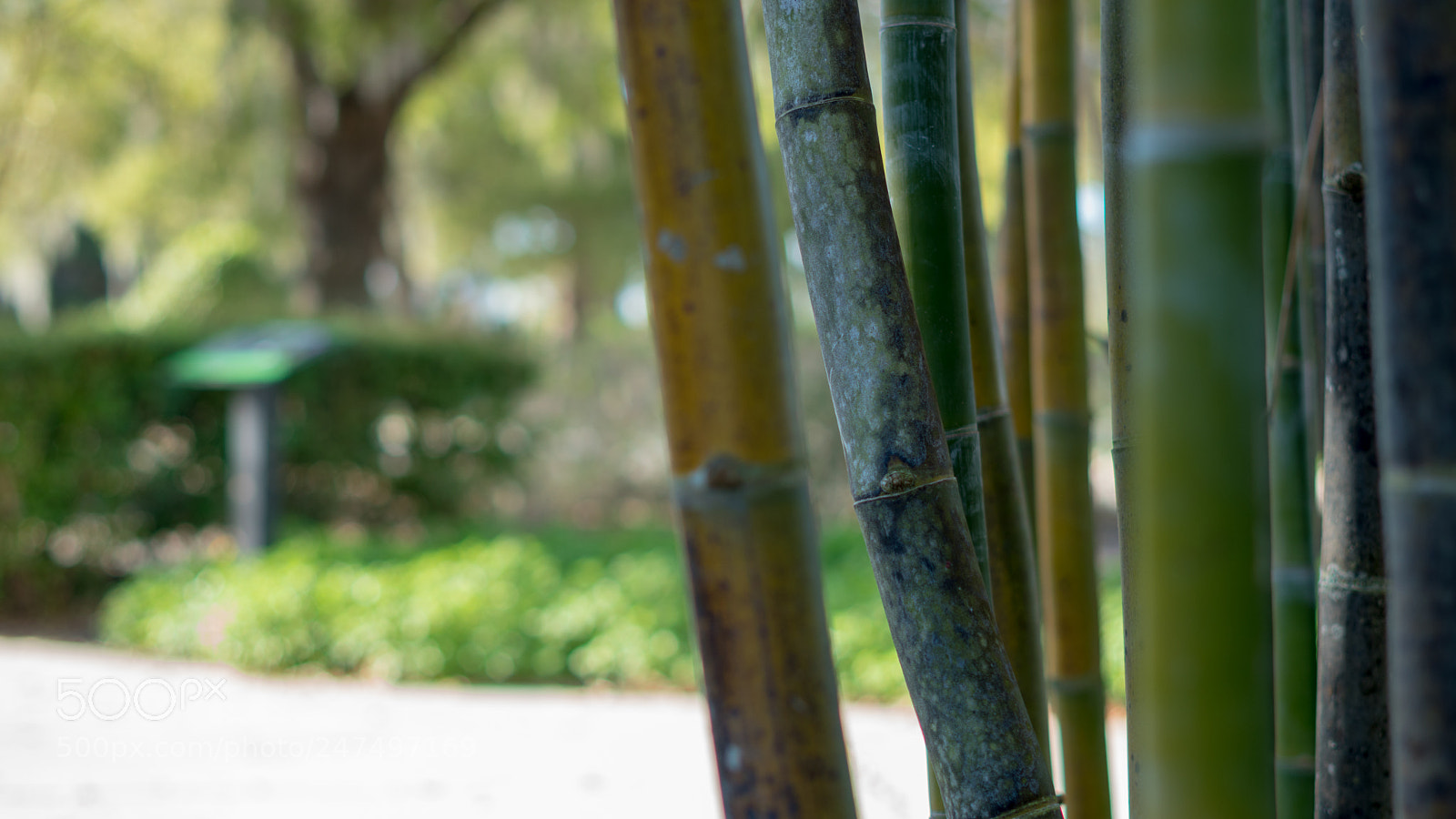 Sony a6500 sample photo. Bamboo pattern photography