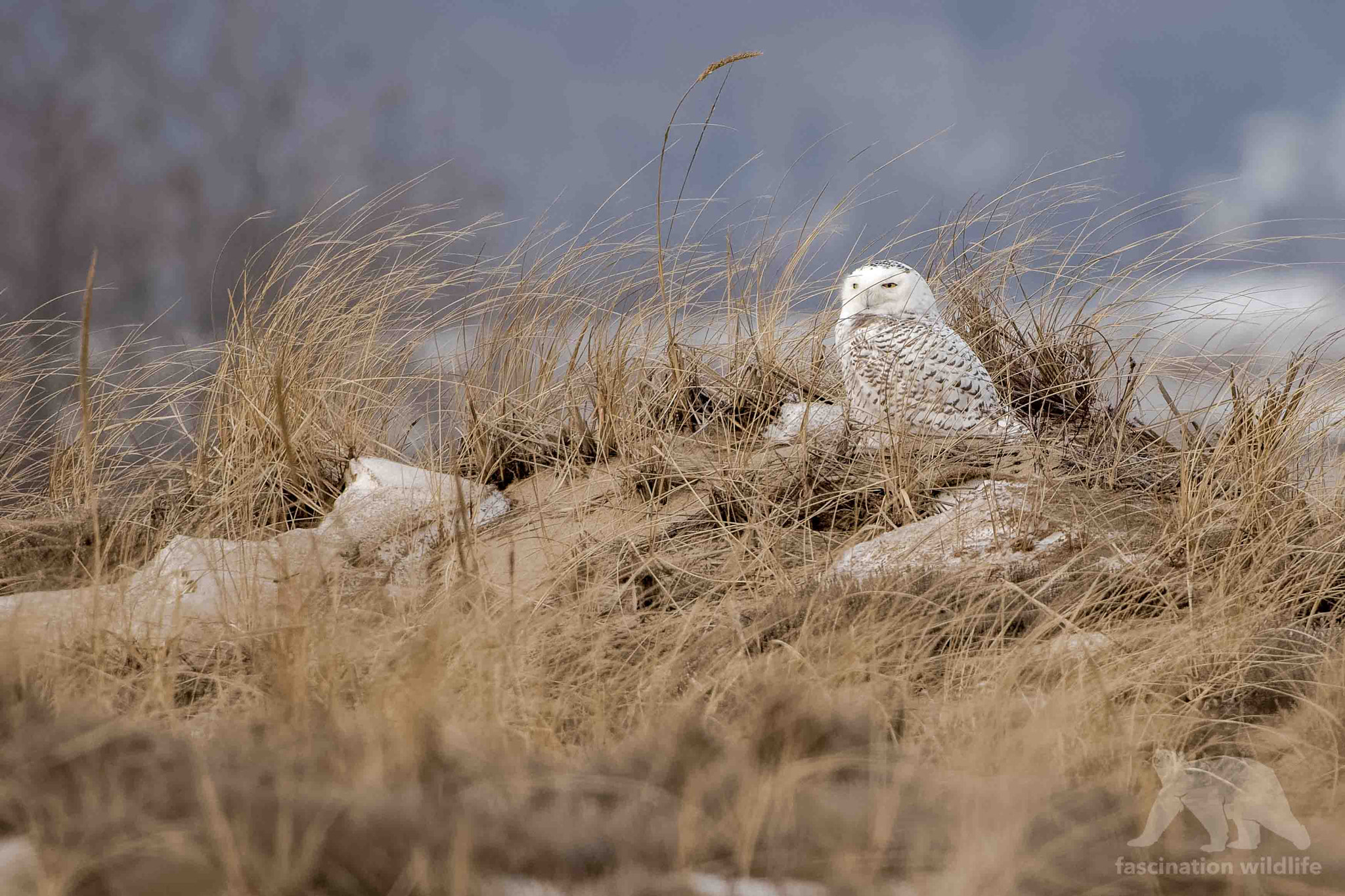 Sigma 150-600mm F5-6.3 DG OS HSM | S sample photo. Snowy owl photography
