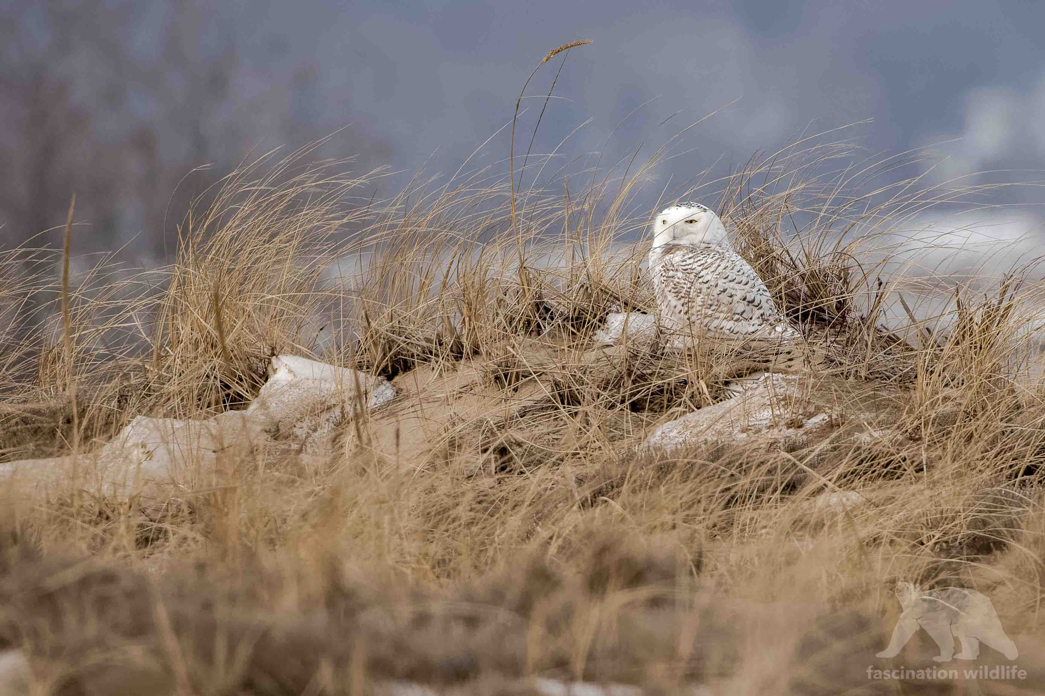 Nikon D850 + Sigma 150-600mm F5-6.3 DG OS HSM | S sample photo. Snowy owl photography