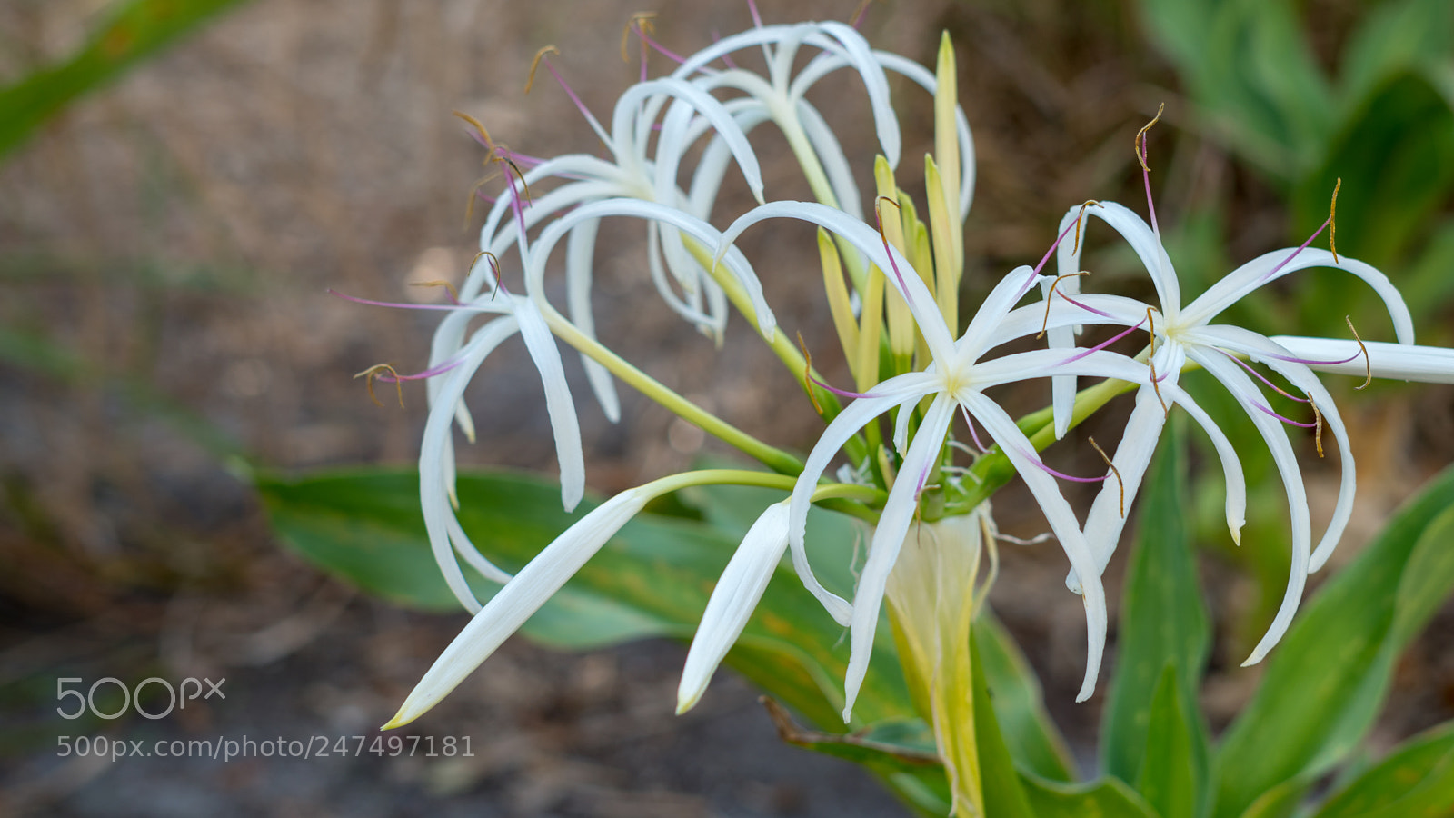 Sony a6500 sample photo. Beautiful white flower photography