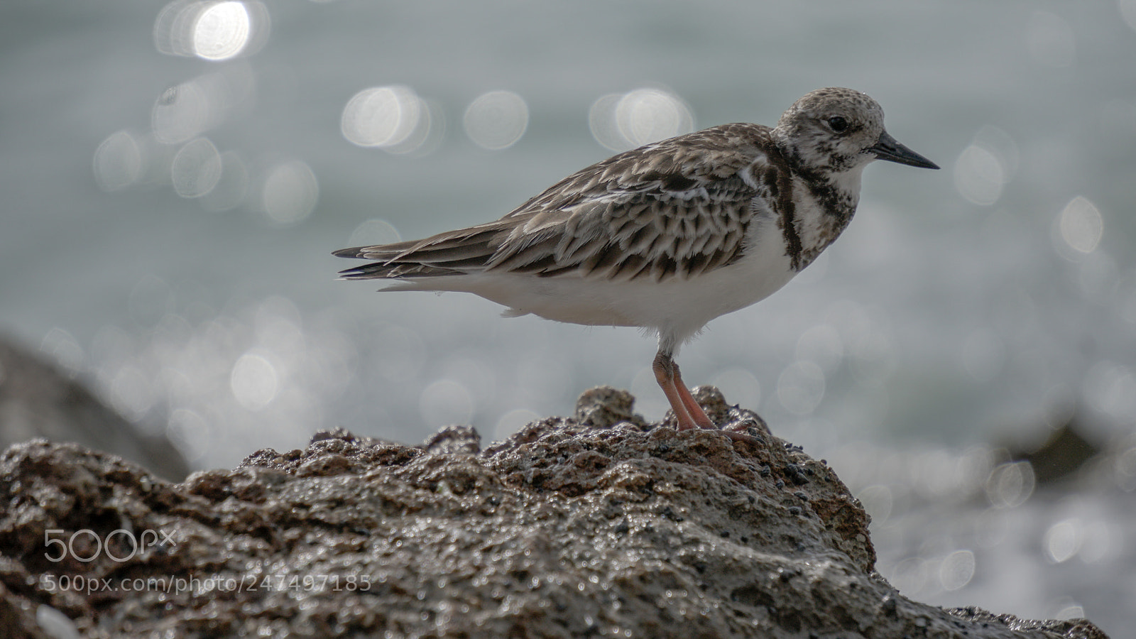 Sony a6500 sample photo. Bird on a rock photography