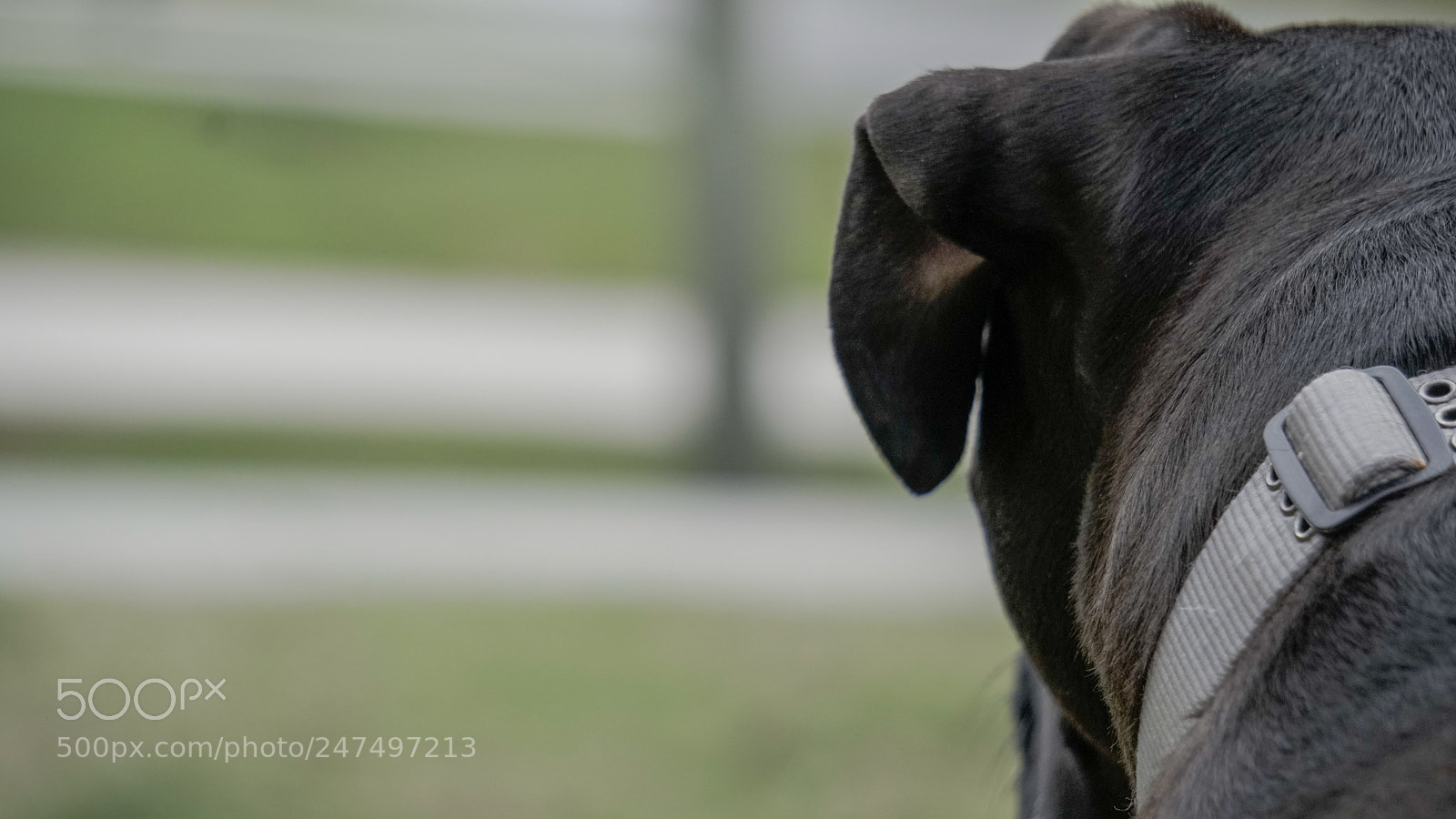 Sony a6500 sample photo. Dog with ears perked photography