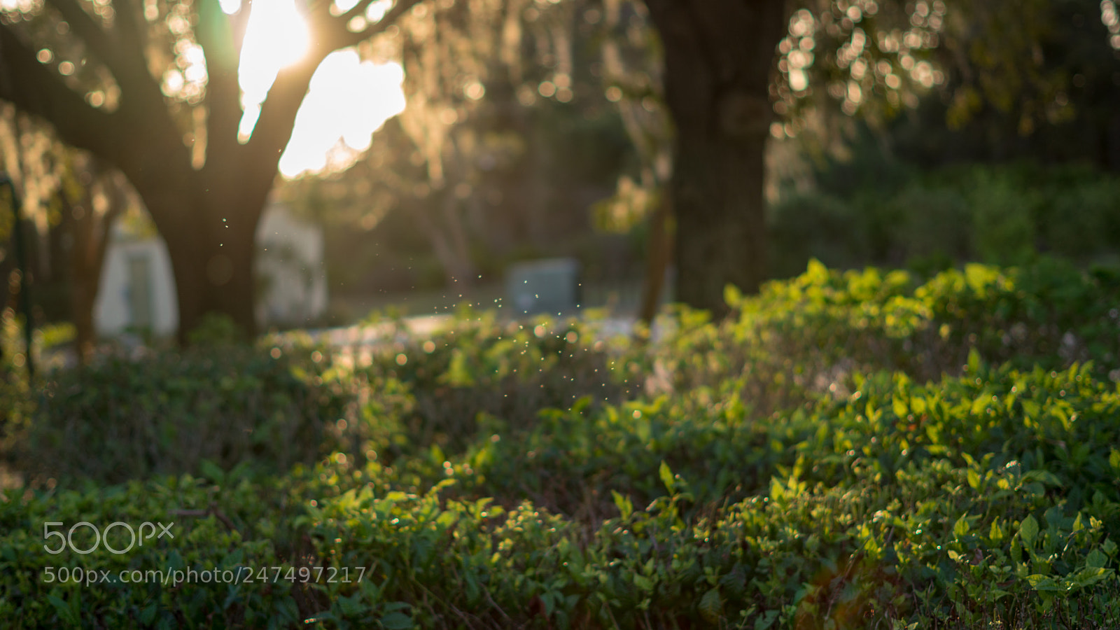 Sony a6500 sample photo. Fairies are real photography