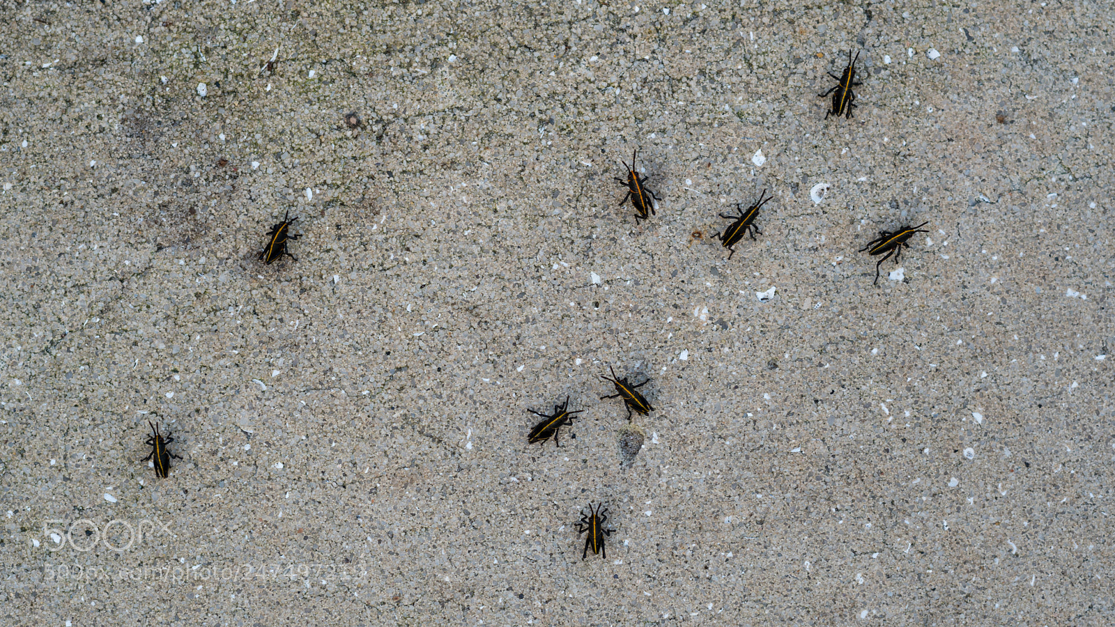 Sony a6500 sample photo. Grasshoppers in a pattern photography