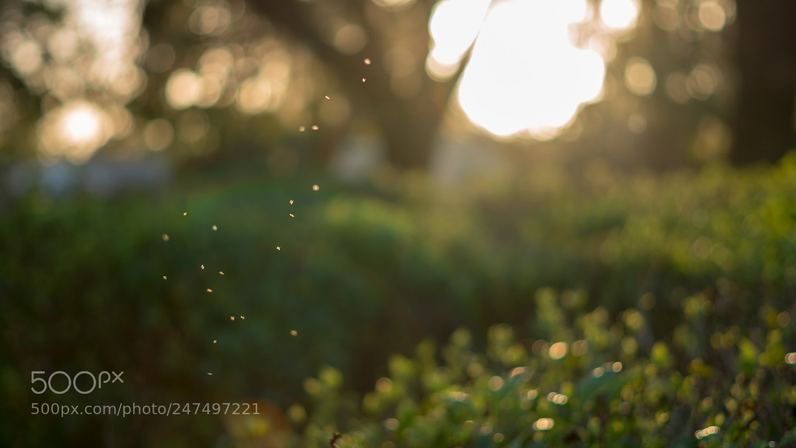 Sony a6500 sample photo. Fairies are real photography