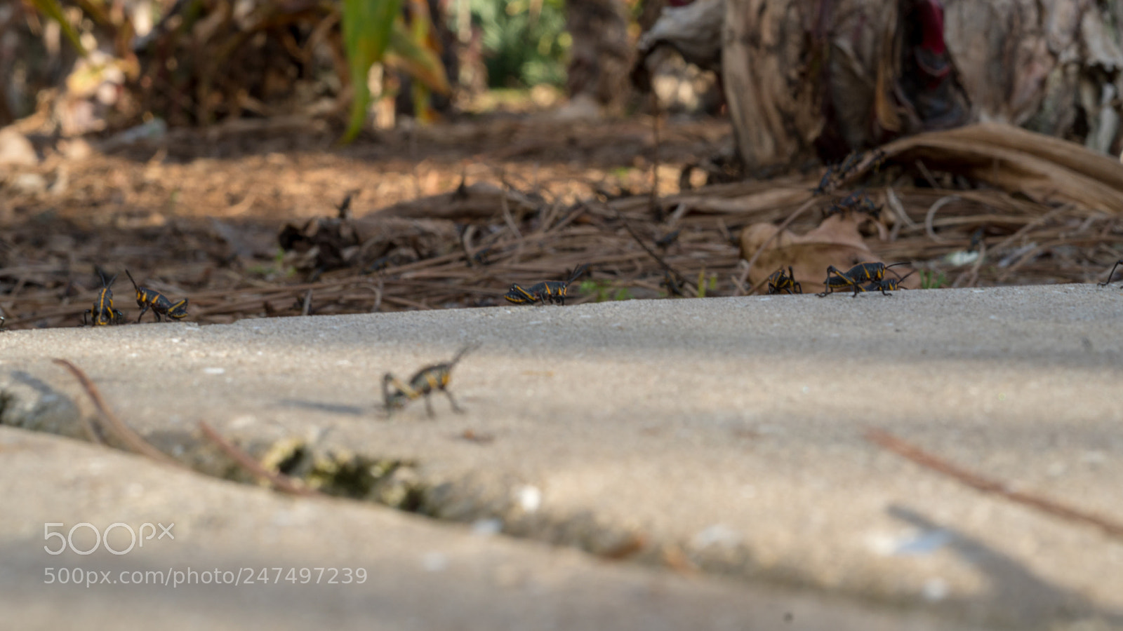Sony a6500 sample photo. Hidden grasshoppers on the photography