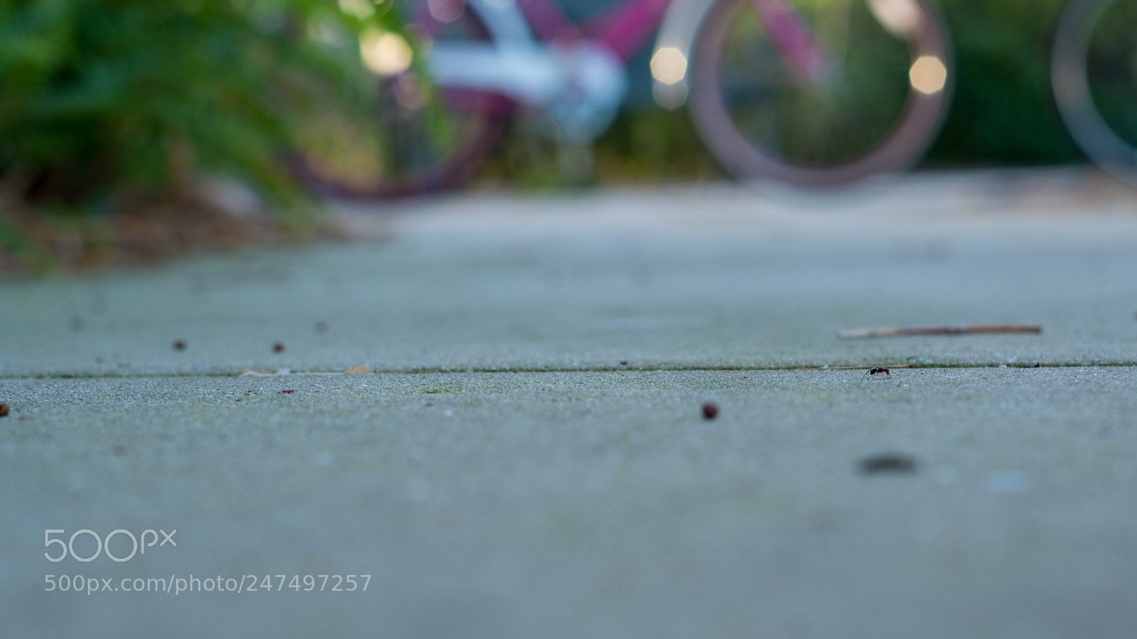 Sony a6500 sample photo. It's an ant man photography