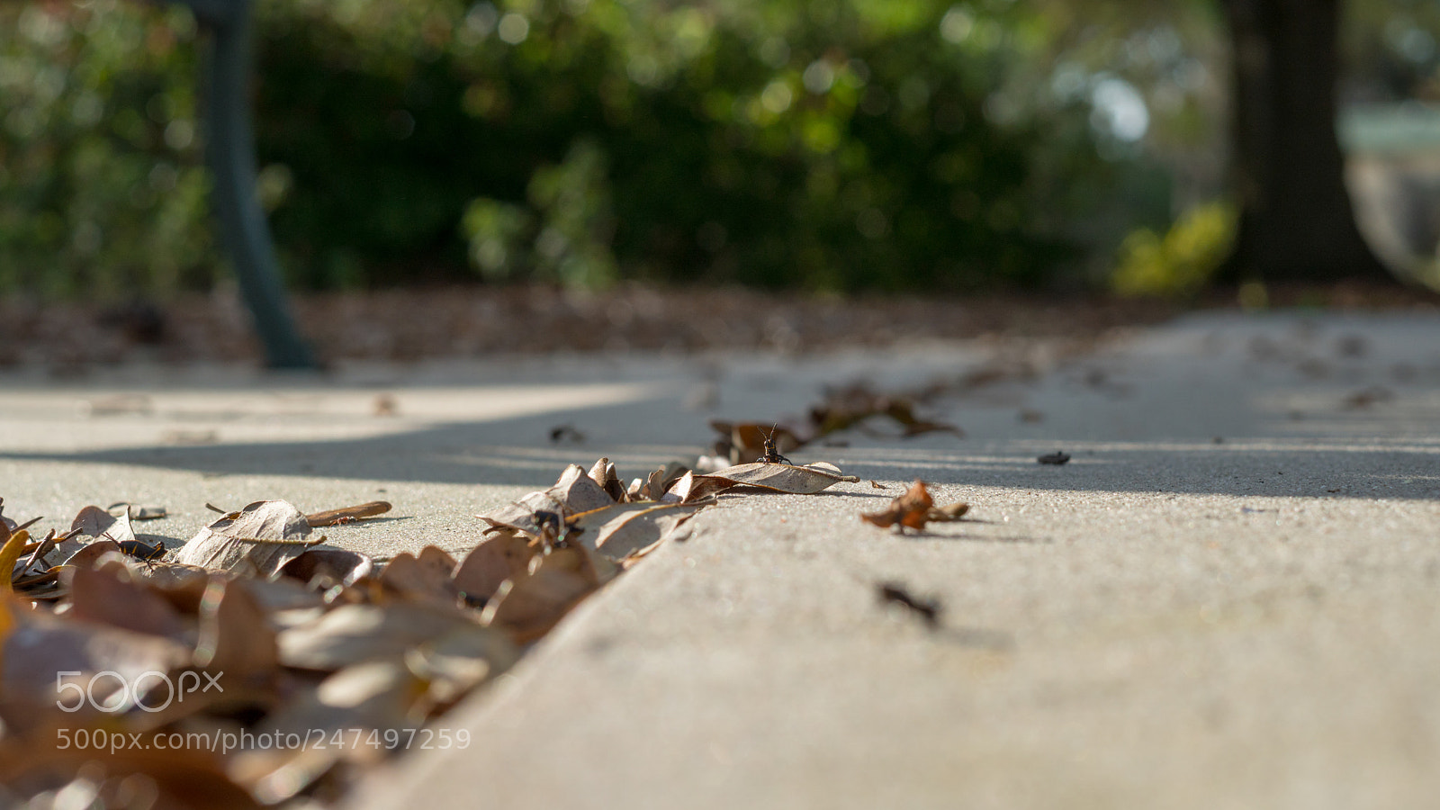 Sony a6500 sample photo. Leafs and grasshoppers photography
