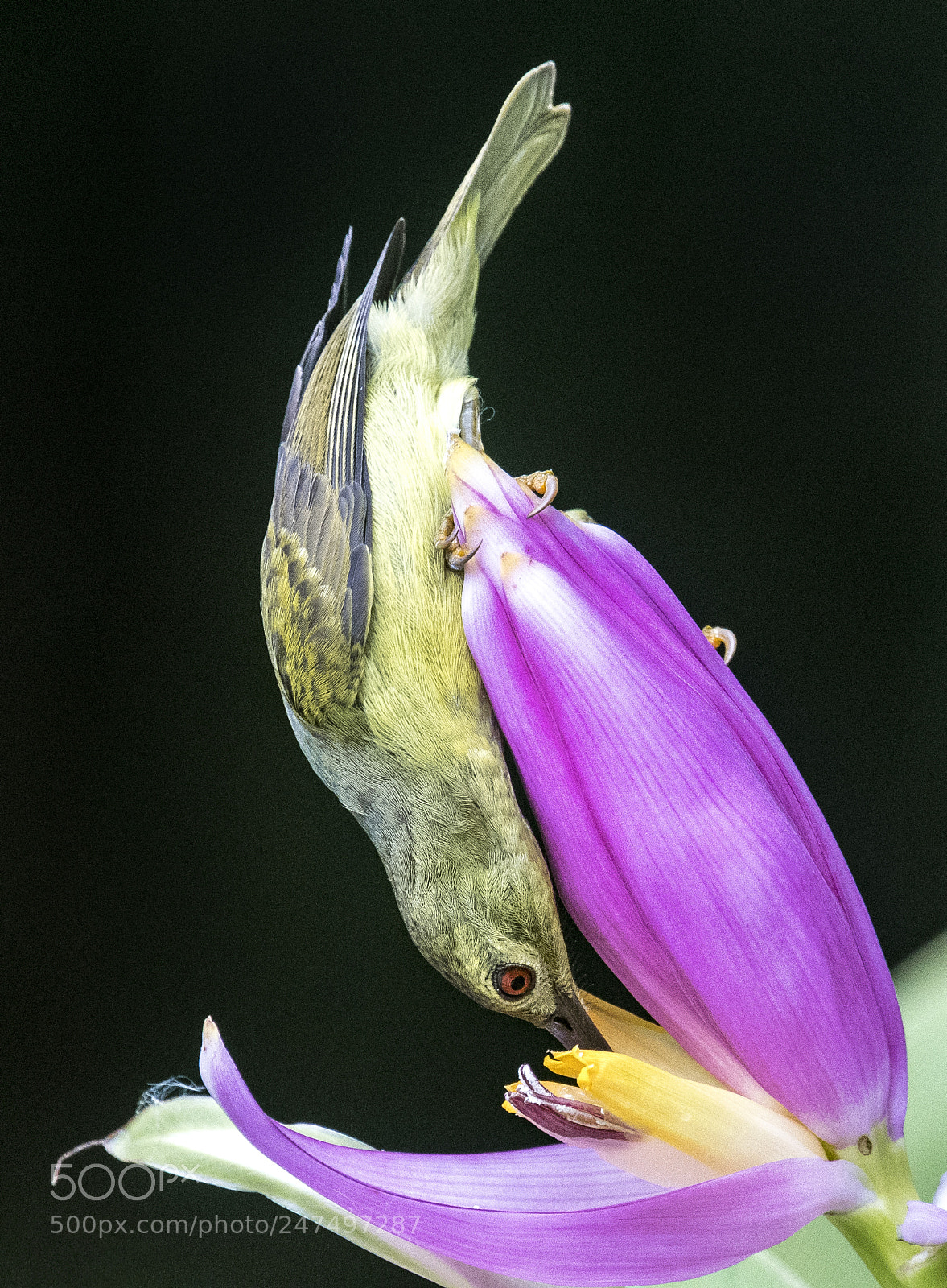 Nikon D500 sample photo. Sunbird drink photography