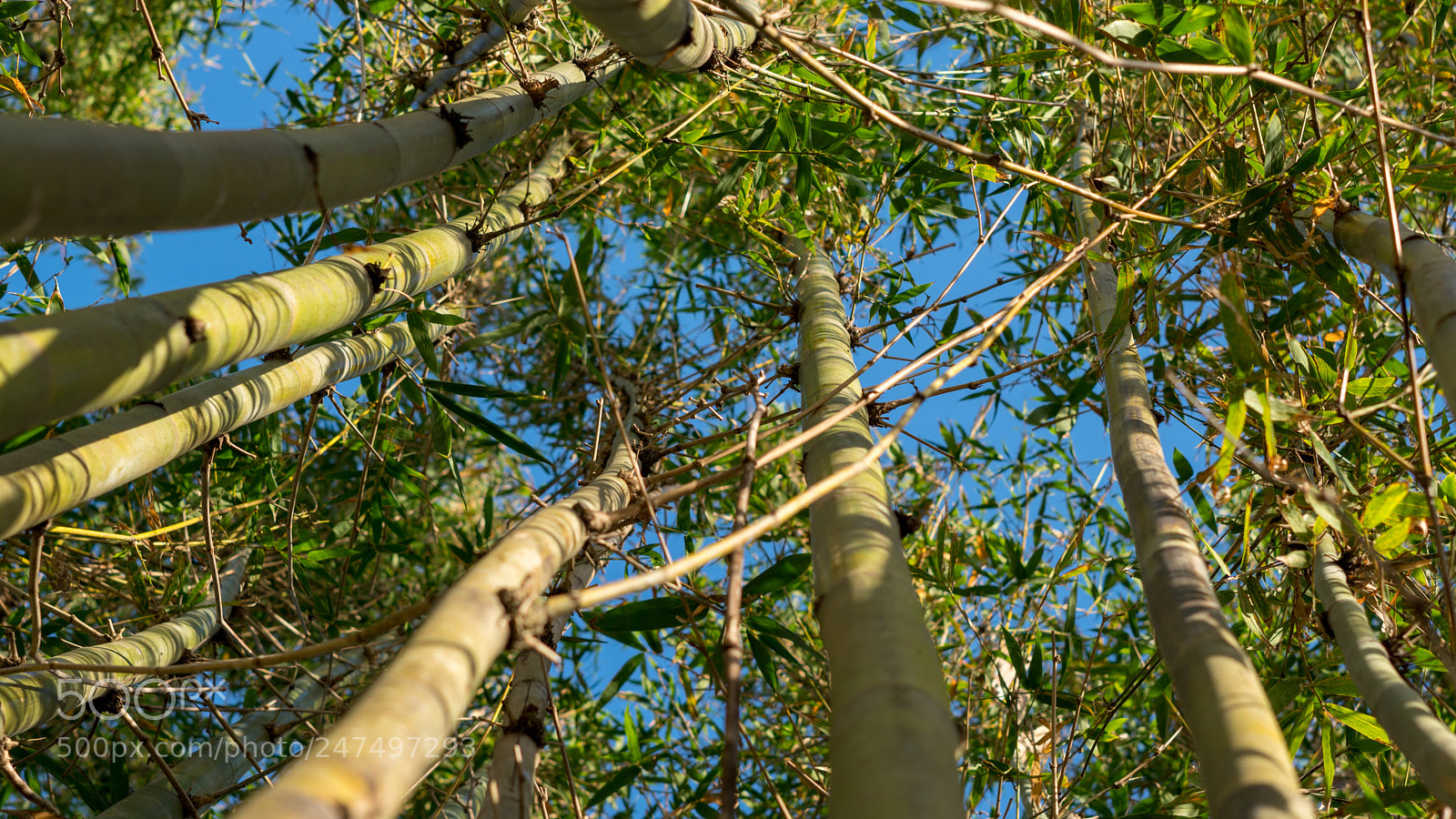 Sony a6500 sample photo. Looking up bamboo photography