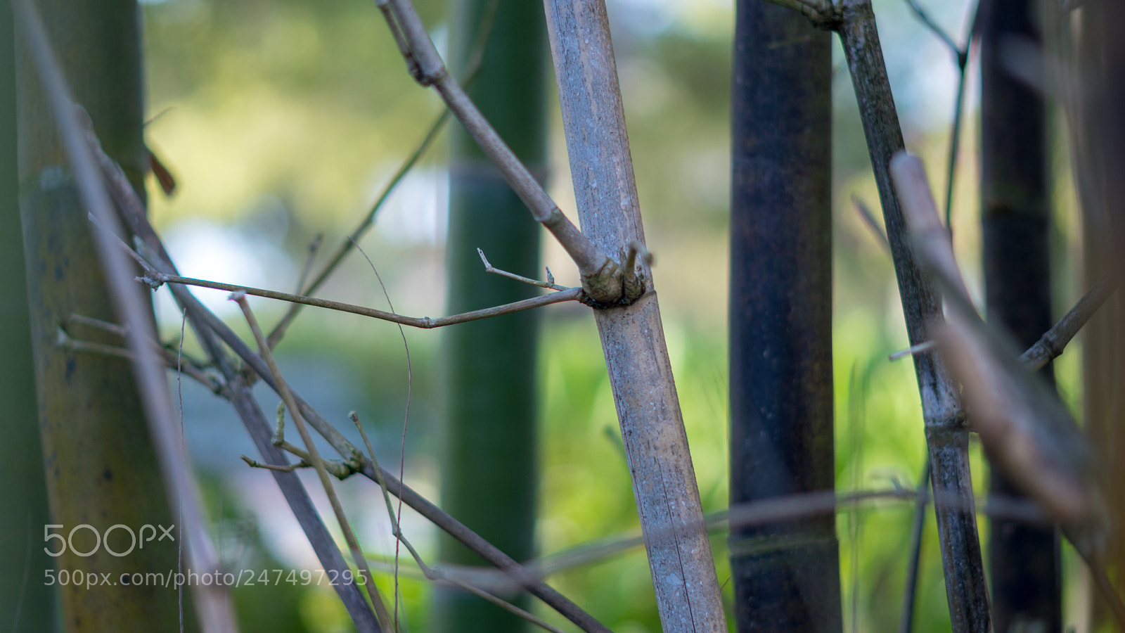 Sony a6500 sample photo. One prominent bamboo branch photography