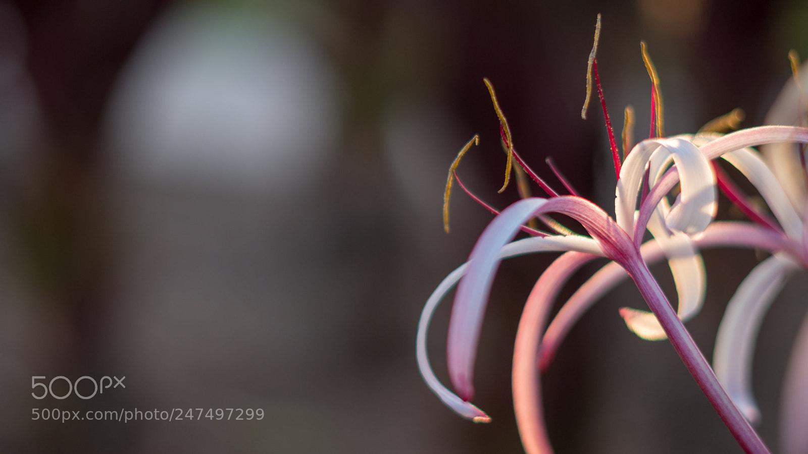 Sony a6500 sample photo. Pink and white bokeh photography