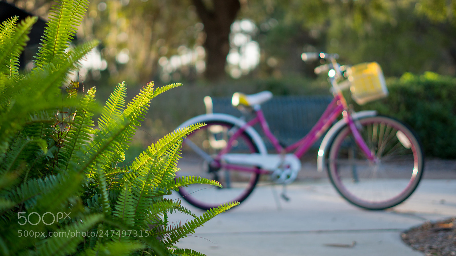 Sony a6500 sample photo. Pink bike in the photography
