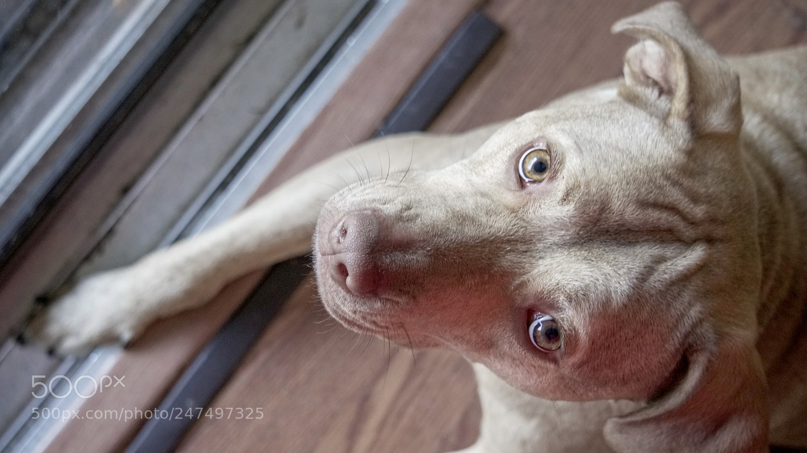 Sony a6500 sample photo. Pit mix looking up photography