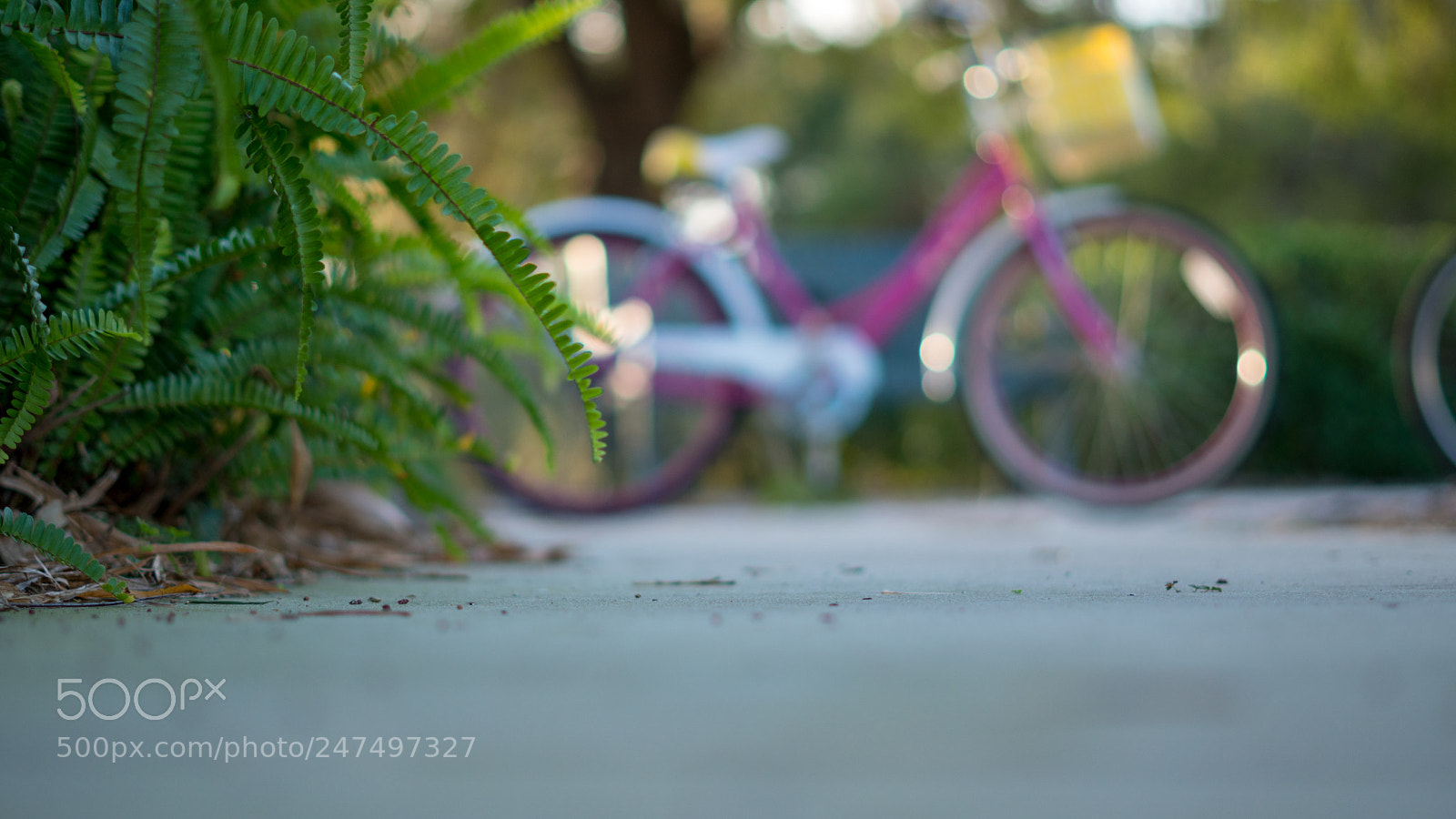 Sony a6500 sample photo. Plant in the front photography