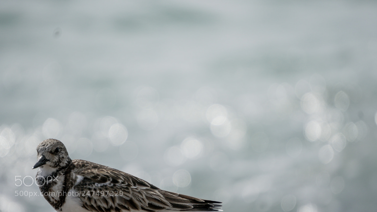 Sony a6500 sample photo. Seabird in corner of photography
