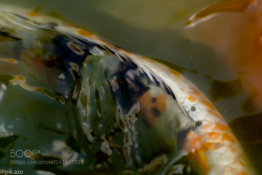 Canon EOS 1300D (EOS Rebel T6 / EOS Kiss X80) sample photo. The koi series ? photography