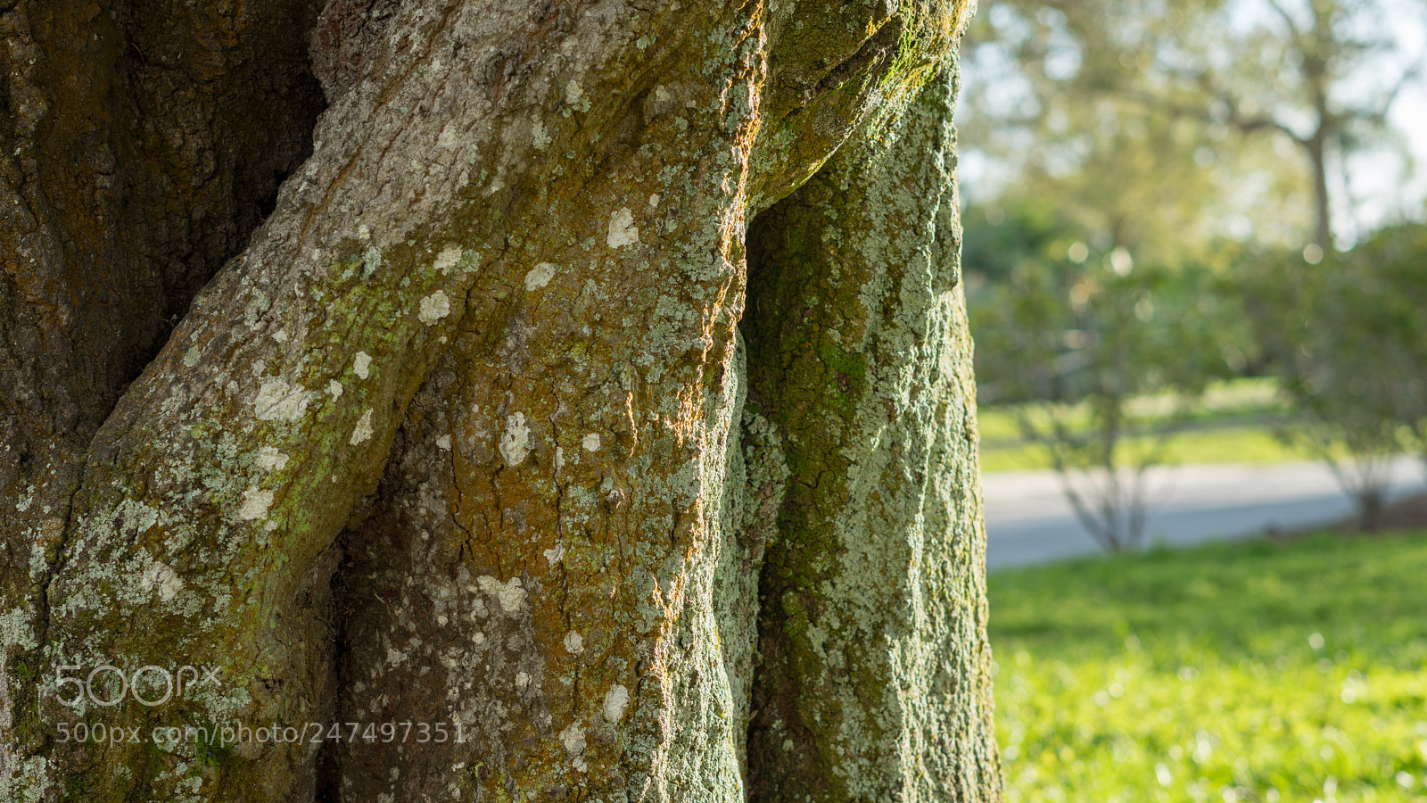 Sony a6500 sample photo. Side of a tree photography