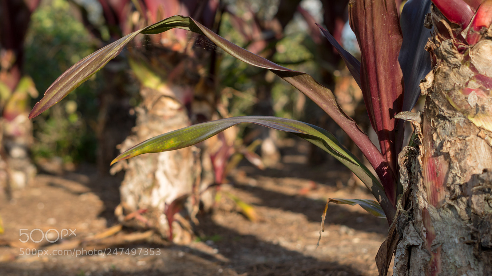 Sony a6500 sample photo. Sunset plants photography