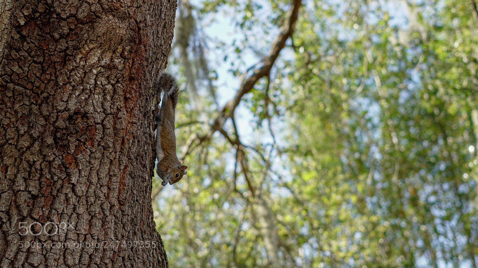 Sony a6500 sample photo. Squirrel eating on the photography