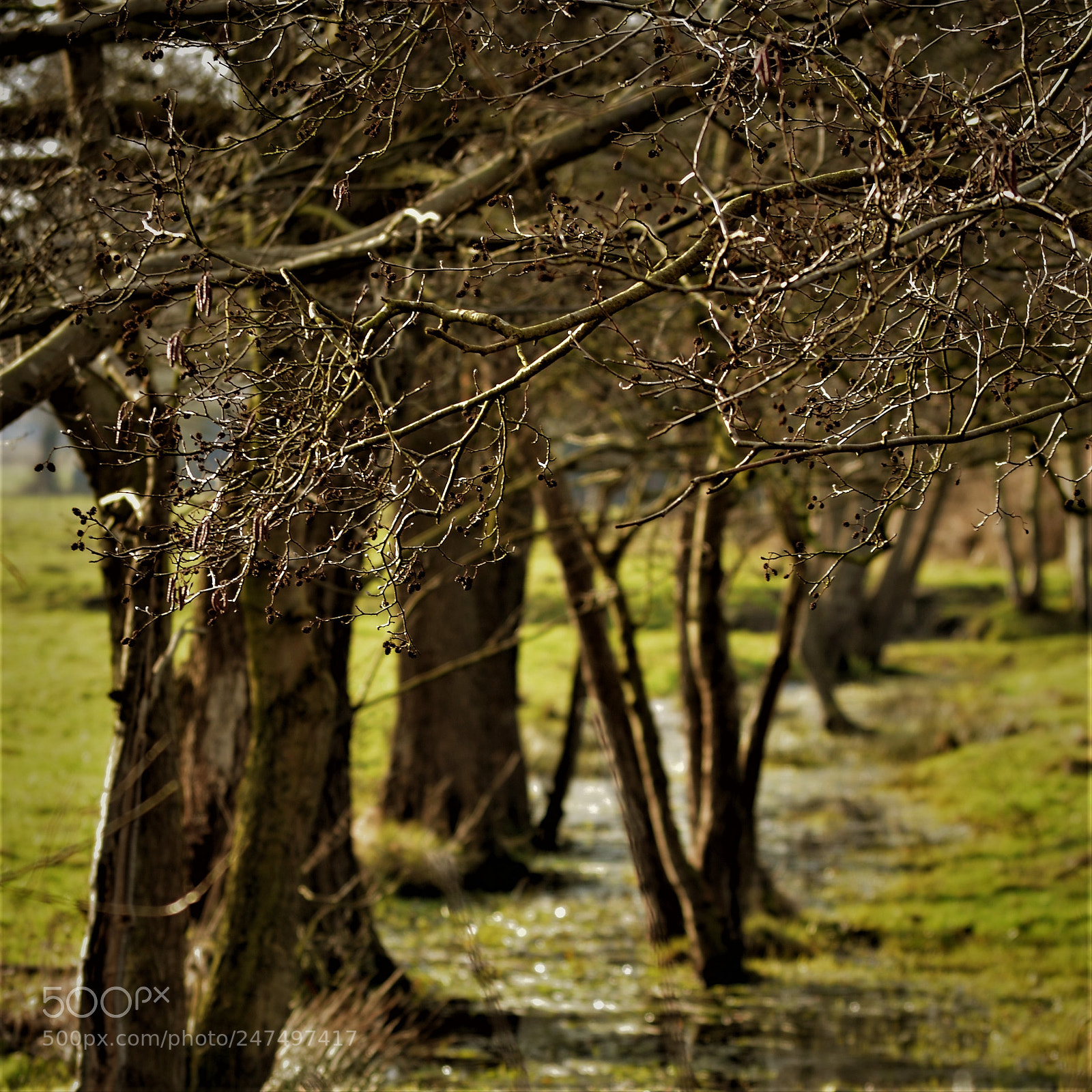 Nikon D5100 sample photo. Wet trees photography