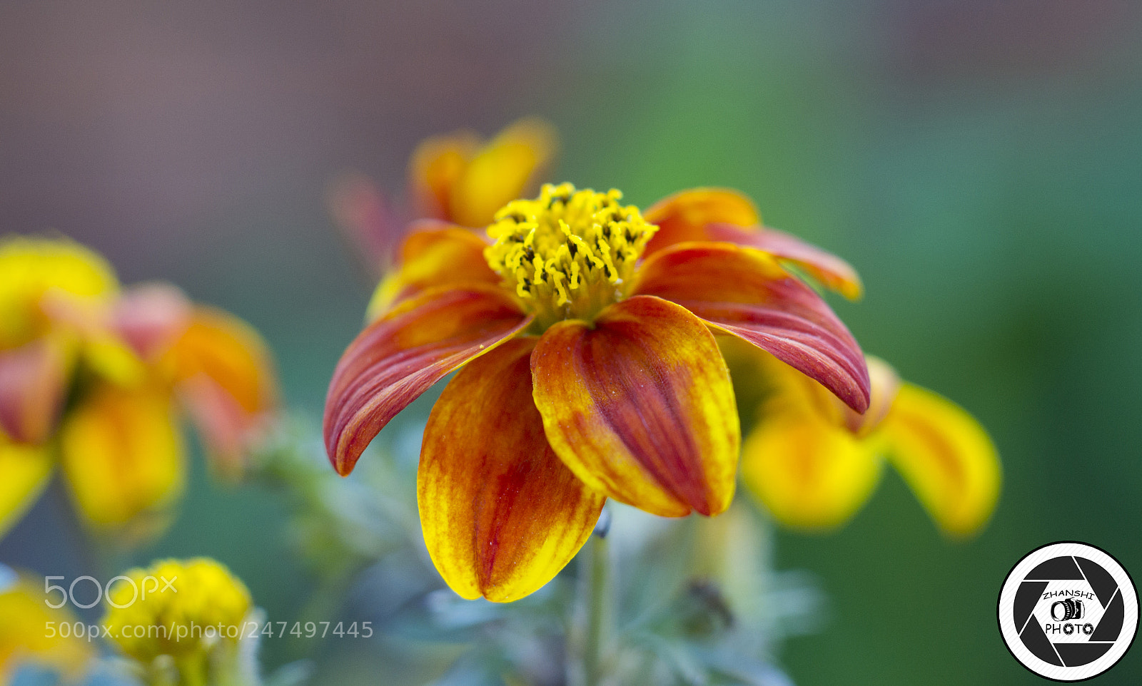 Nikon D3100 sample photo. Flower photography