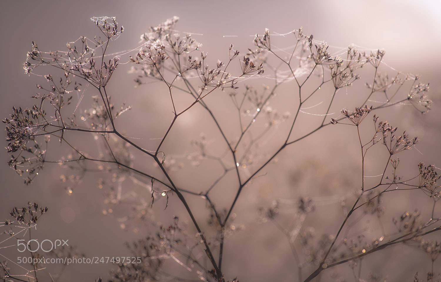 Nikon D610 sample photo. Foggy dawn photography