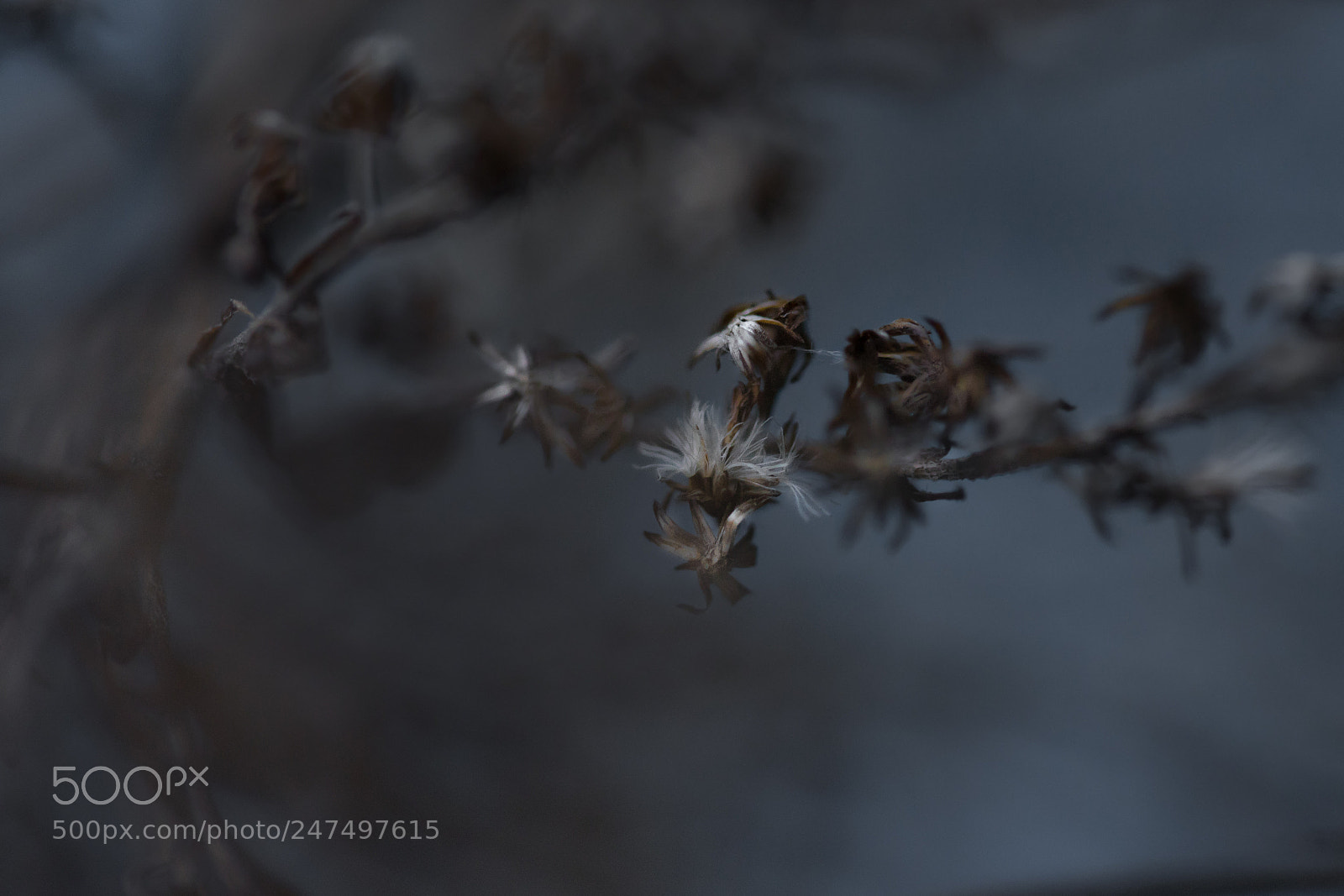 Sony a7 II sample photo. Stay with me photography