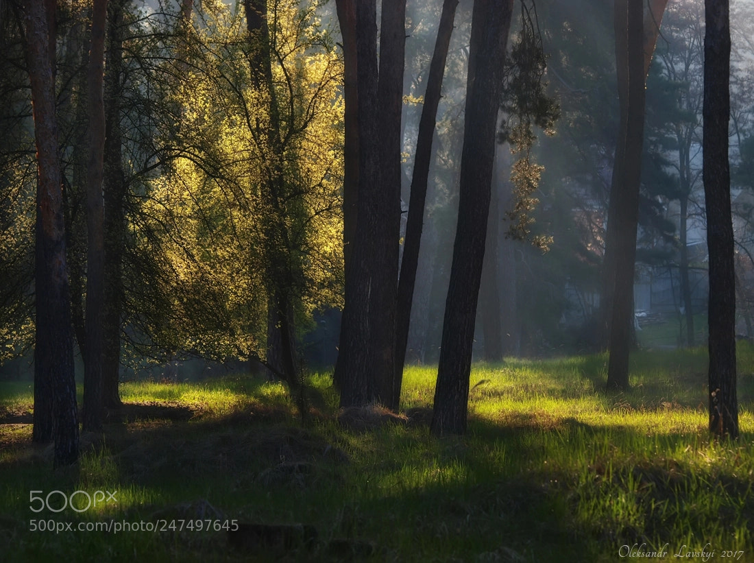 Olympus E-3 sample photo. Spring in the forest photography