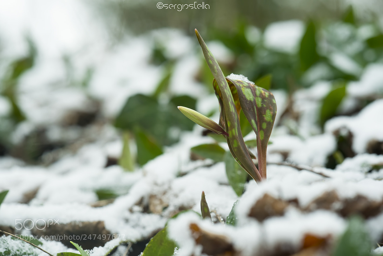 Nikon D610 sample photo. Dente di cane_____ photography