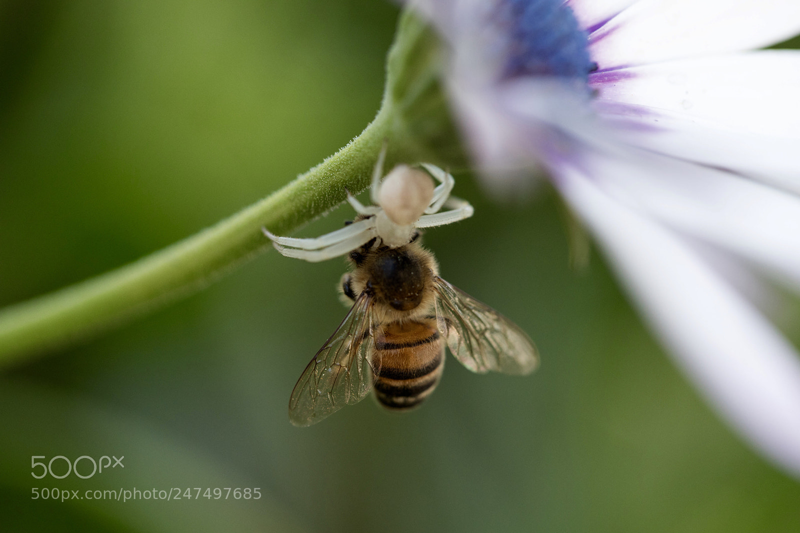 Canon EOS 6D Mark II sample photo. Untitled photography
