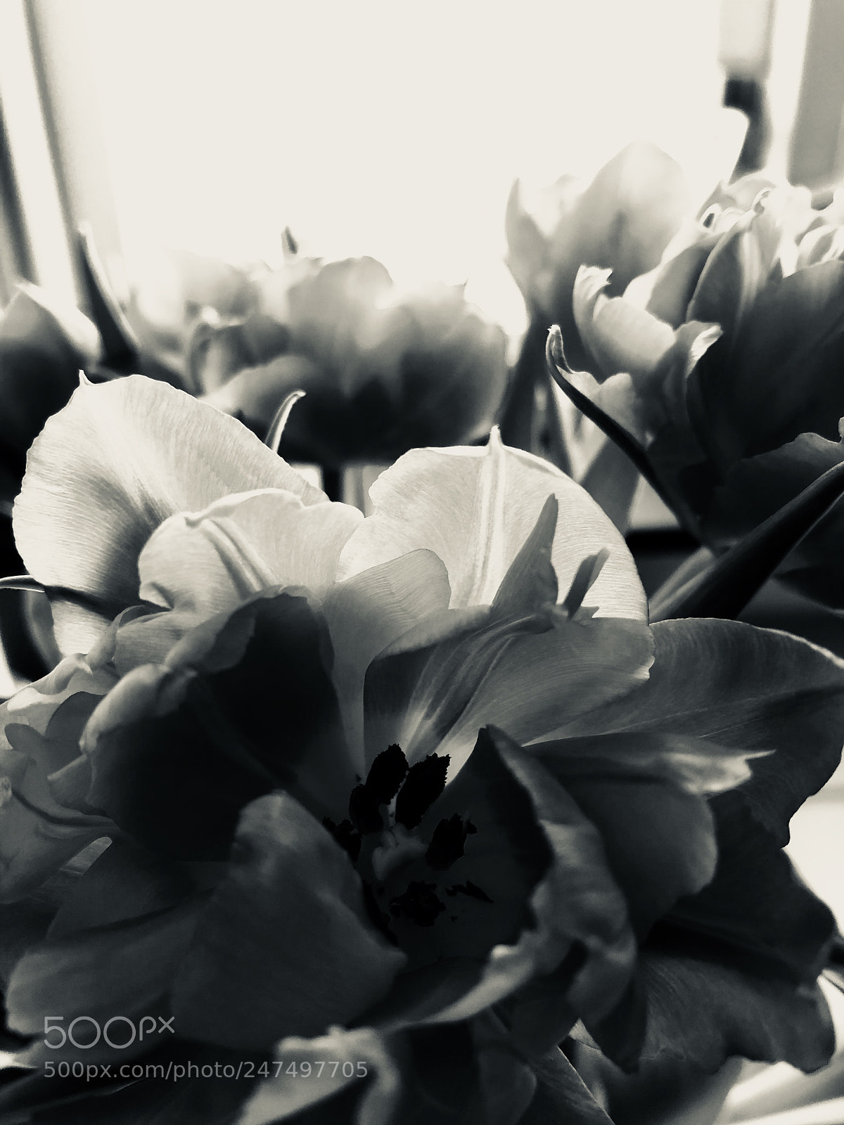 Apple iPhone 8 sample photo. Tulips photography