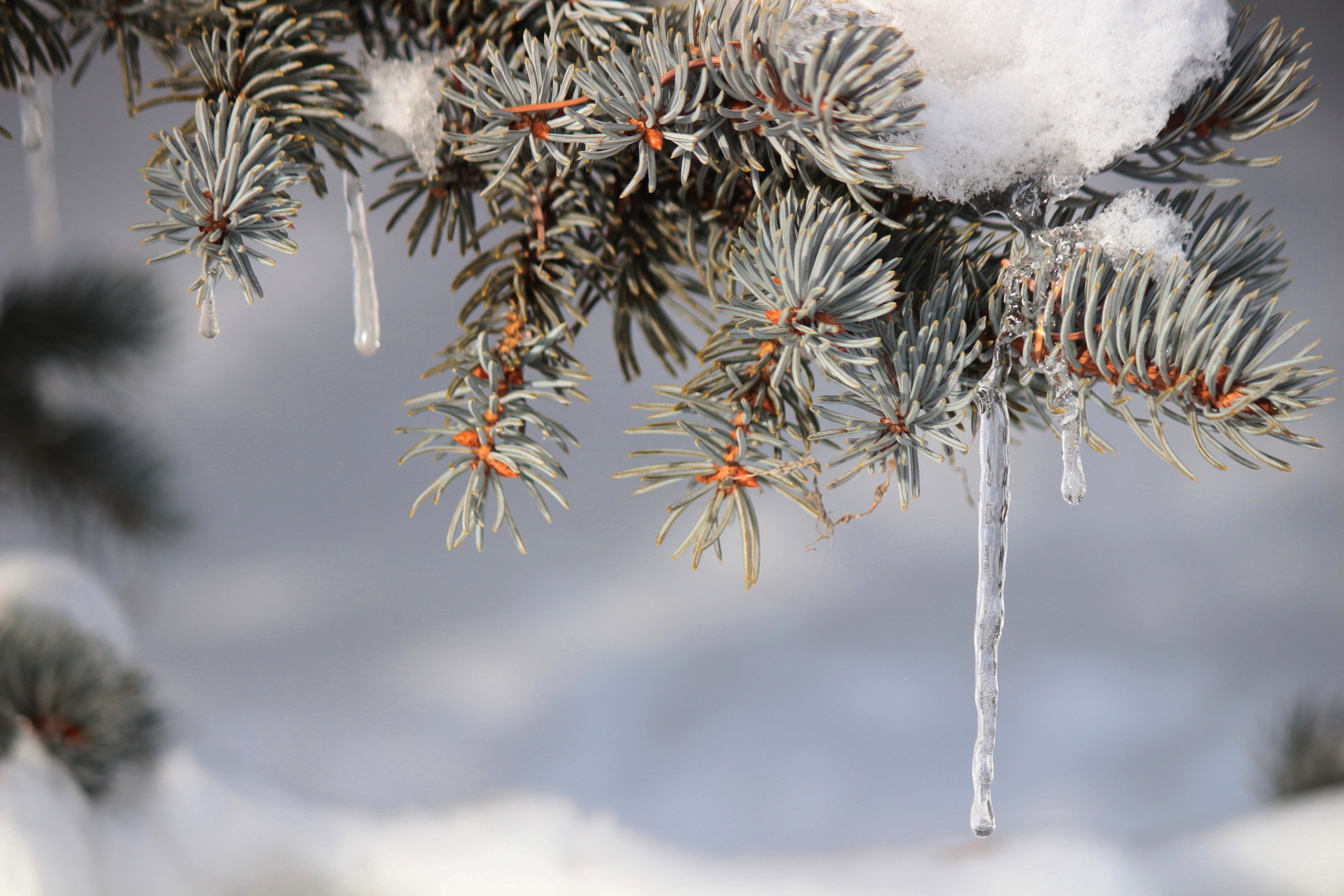 Canon EF-S 55-250mm F4-5.6 IS II sample photo. Little icicles photography