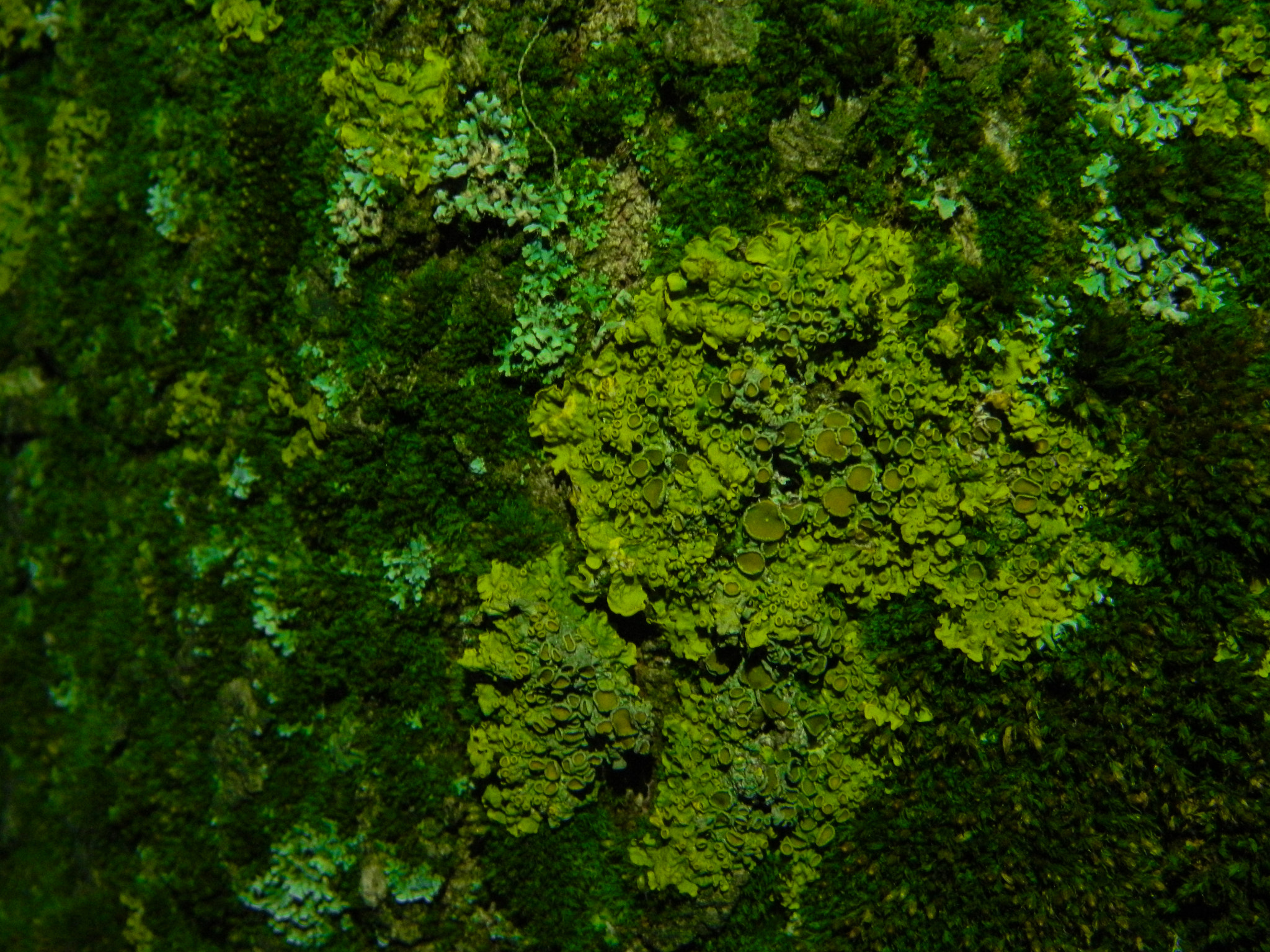 Nikon COOLPIX L310 sample photo. Macro lichen photography