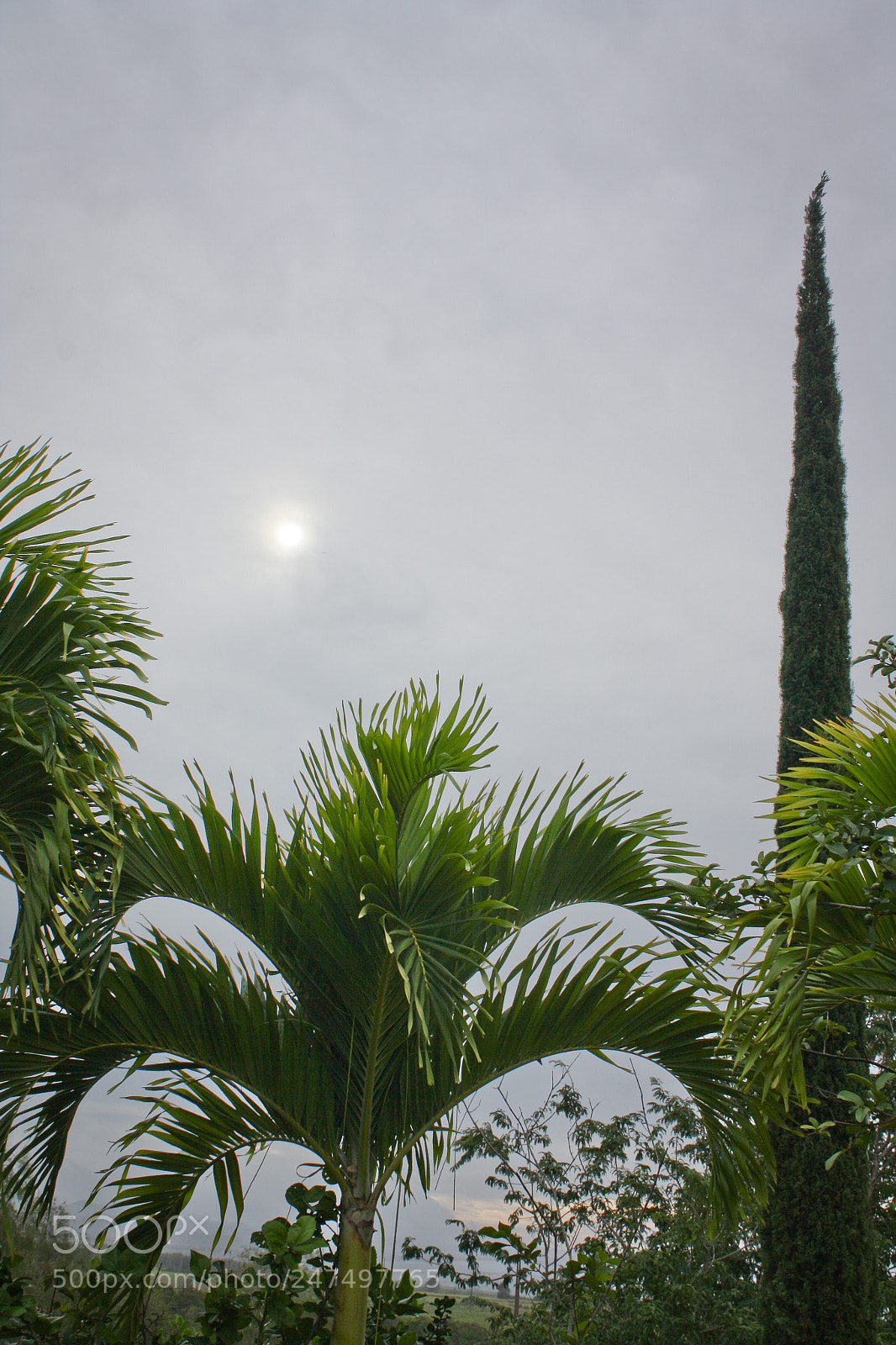 Canon EOS 1000D (EOS Digital Rebel XS / EOS Kiss F) sample photo. Sun, hiding in the photography