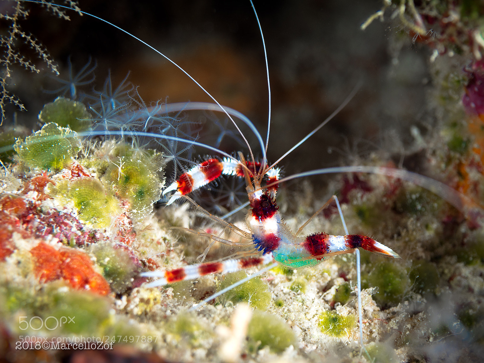 Panasonic Lumix DMC-GX8 sample photo. Stenopus hispidus photography