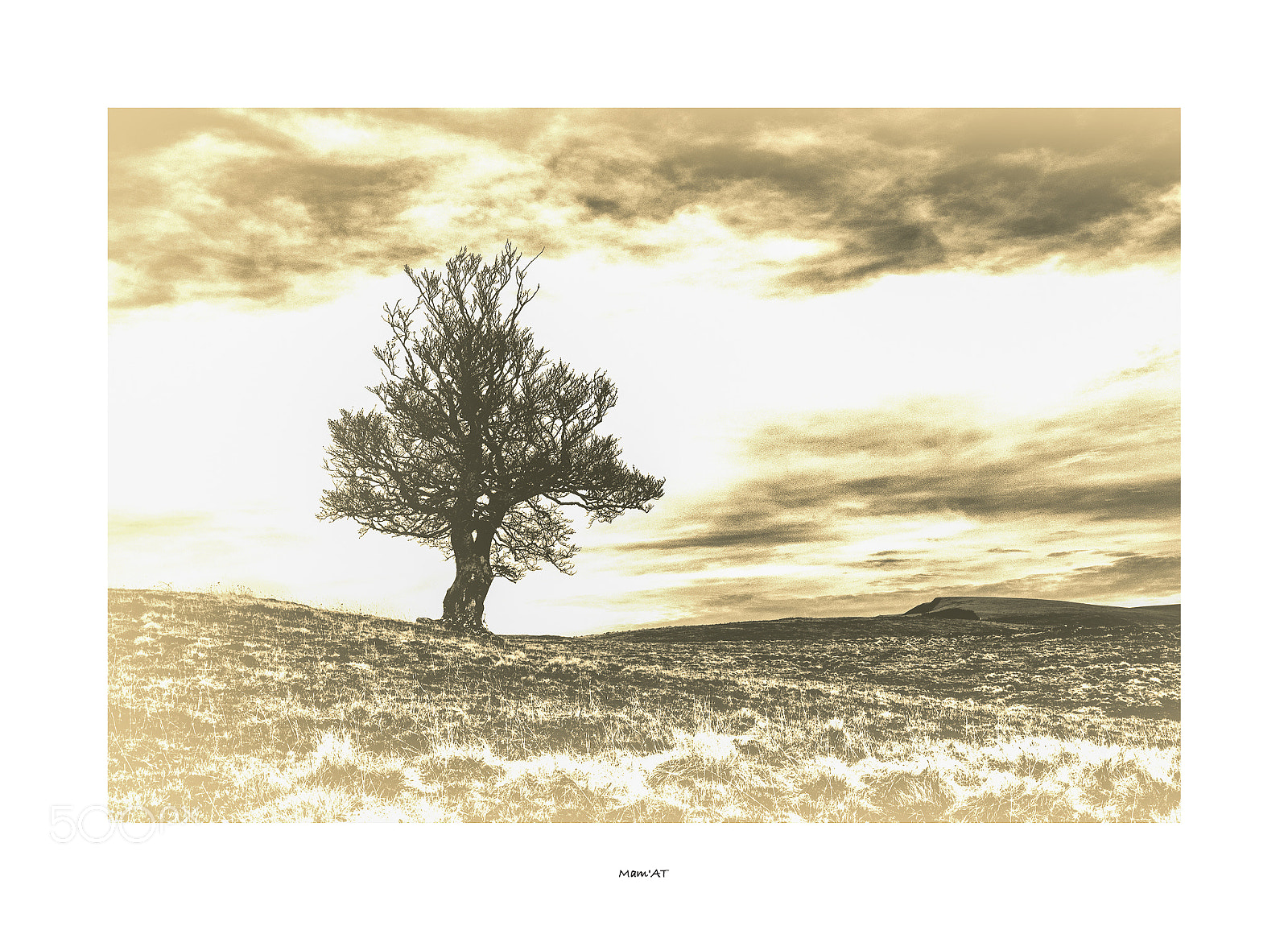 Fujifilm X-T1 sample photo. L'arbre photography