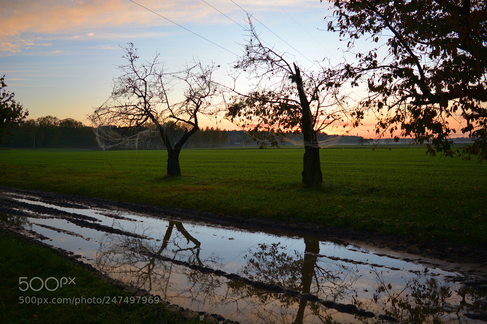 Nikon D5200 sample photo. Trees photography