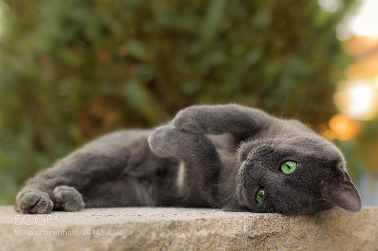 Canon EOS 750D (EOS Rebel T6i / EOS Kiss X8i) sample photo. Our cat siva chilling photography