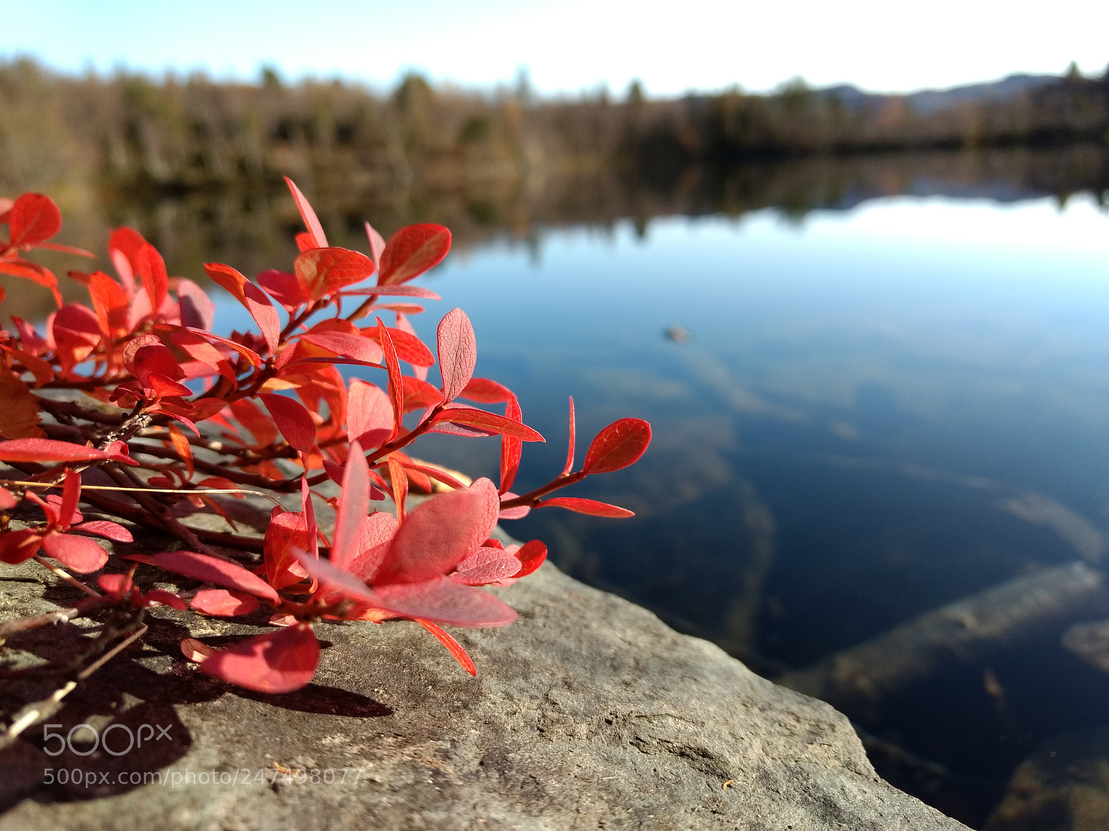 Motorola Moto G (4) sample photo. Red bush on high photography