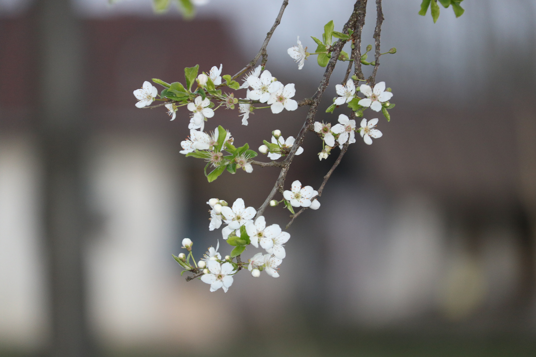 Canon EF-S 55-250mm F4-5.6 IS STM sample photo