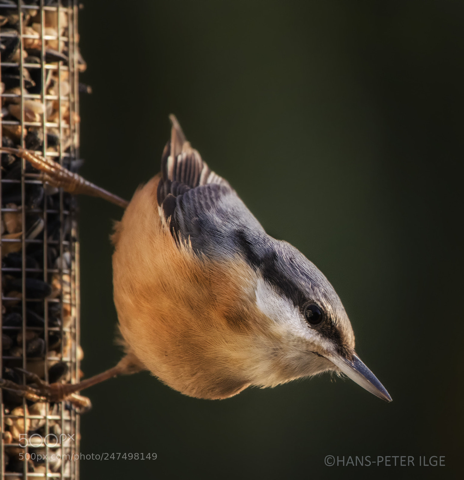 Canon EOS 7D Mark II sample photo. Nuthatch photography