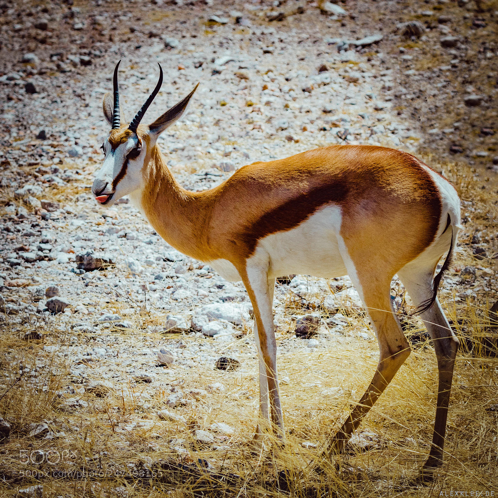 Canon EOS 7D Mark II sample photo. The springbok's tongue photography