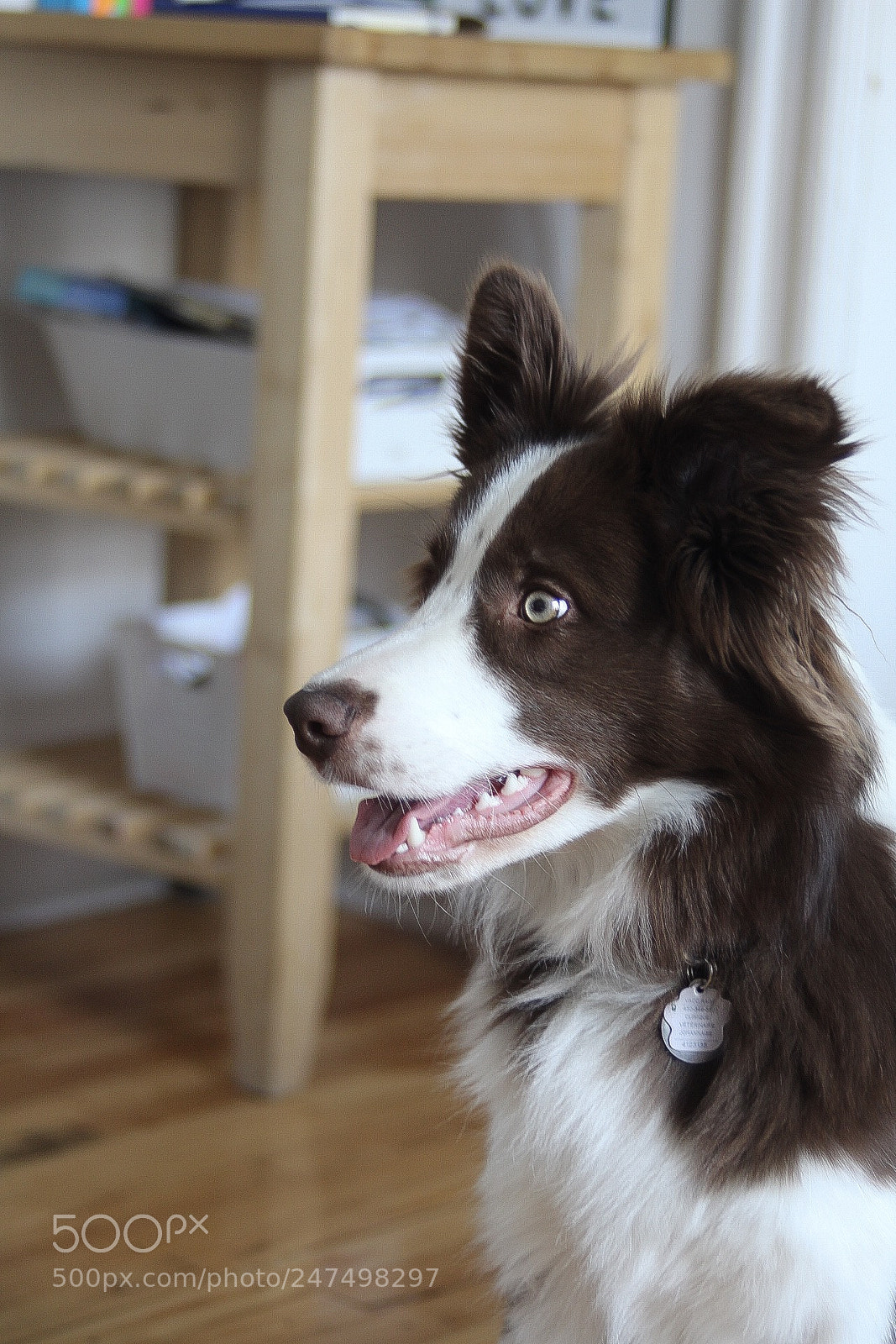 Canon EOS 1300D (EOS Rebel T6 / EOS Kiss X80) sample photo. Neo le border collie photography