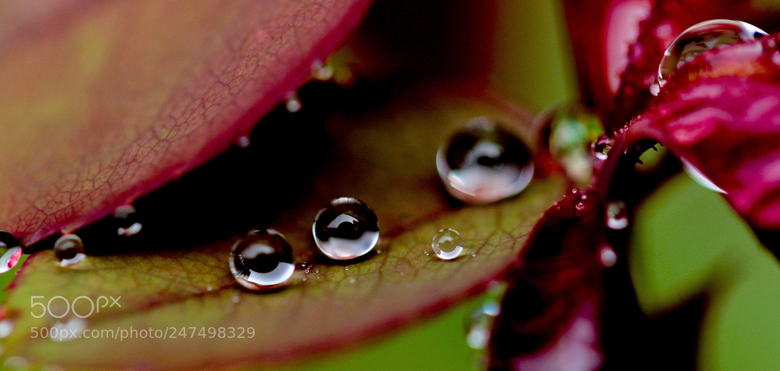 Canon EOS 7D Mark II sample photo. Untitled photography